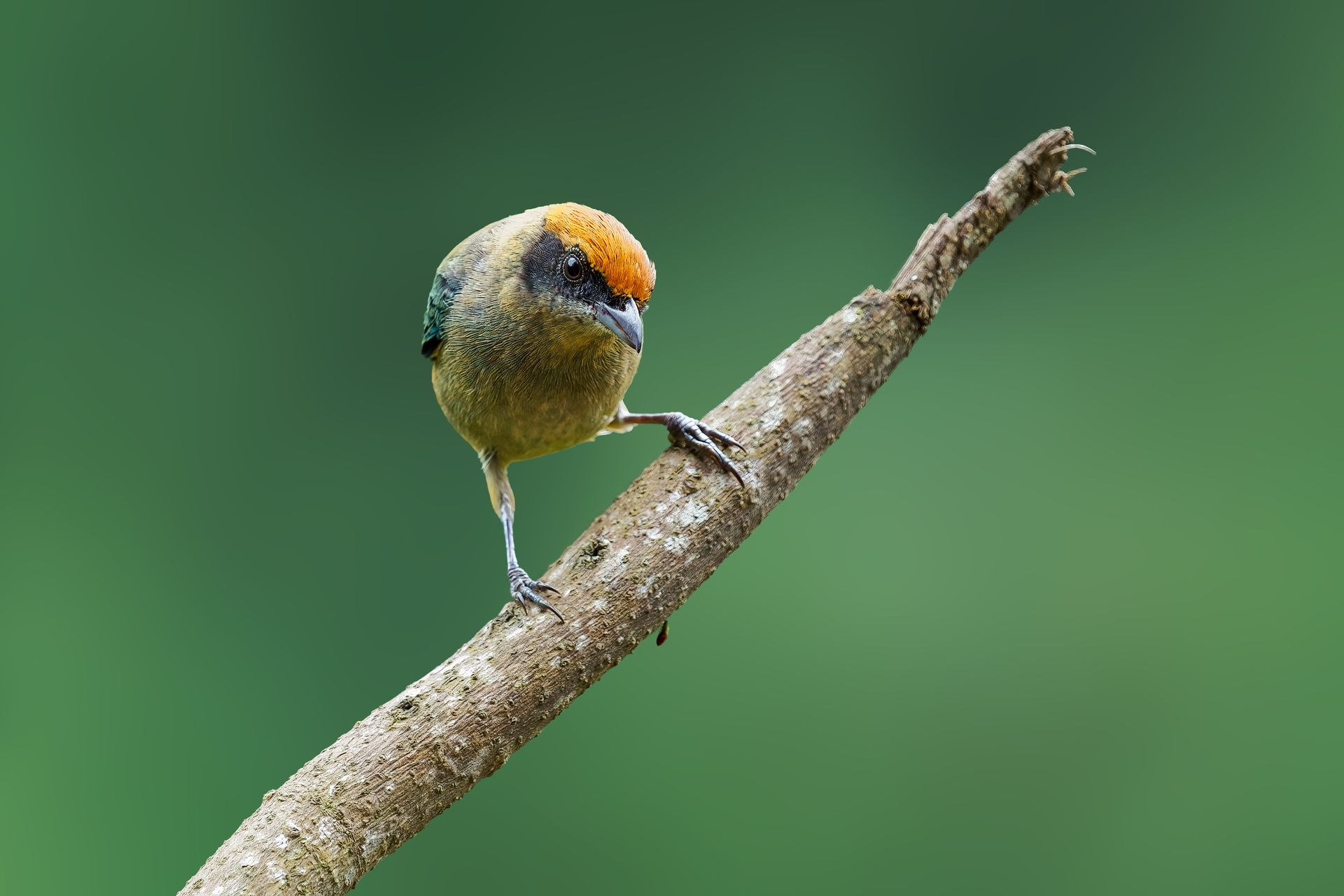 Scrub-Tanager