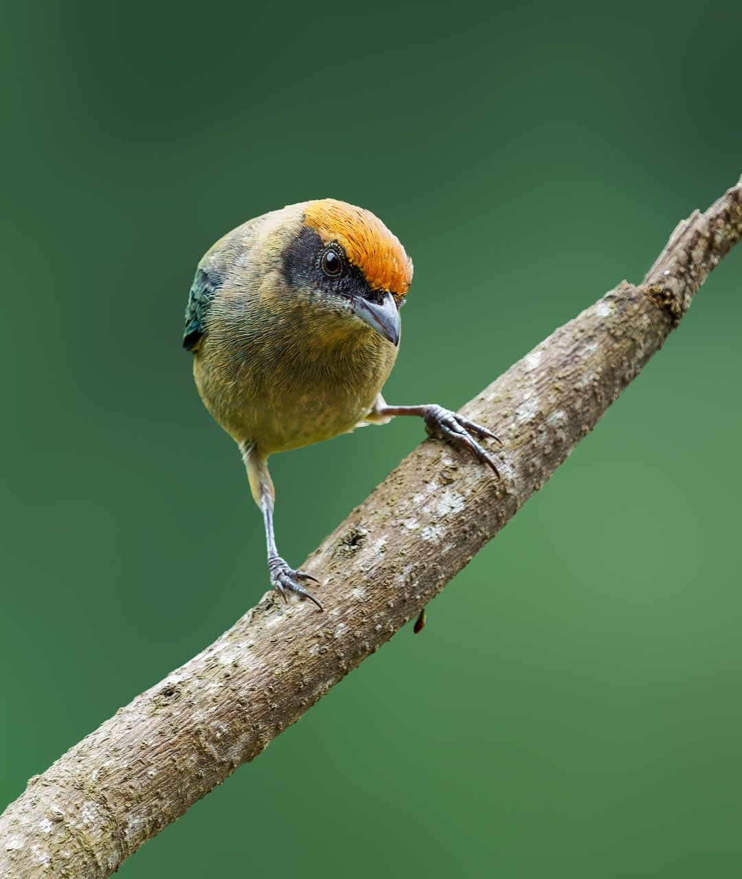 Scrub-Tanager