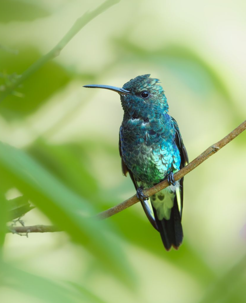 Shining-green-Hummingbird
