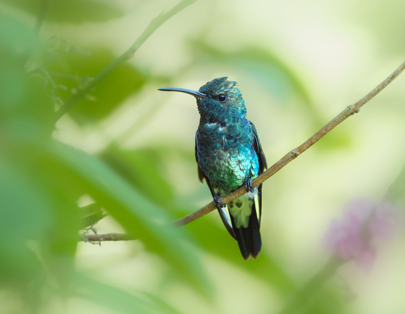 Shining-green-Hummingbird