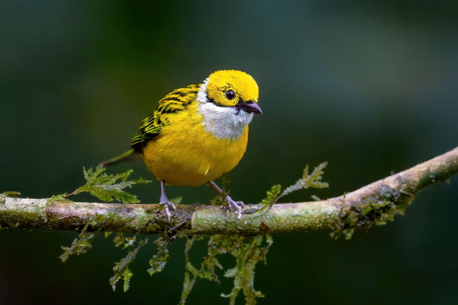 Yellow bird perched on a mossy branch against a blurred green background
