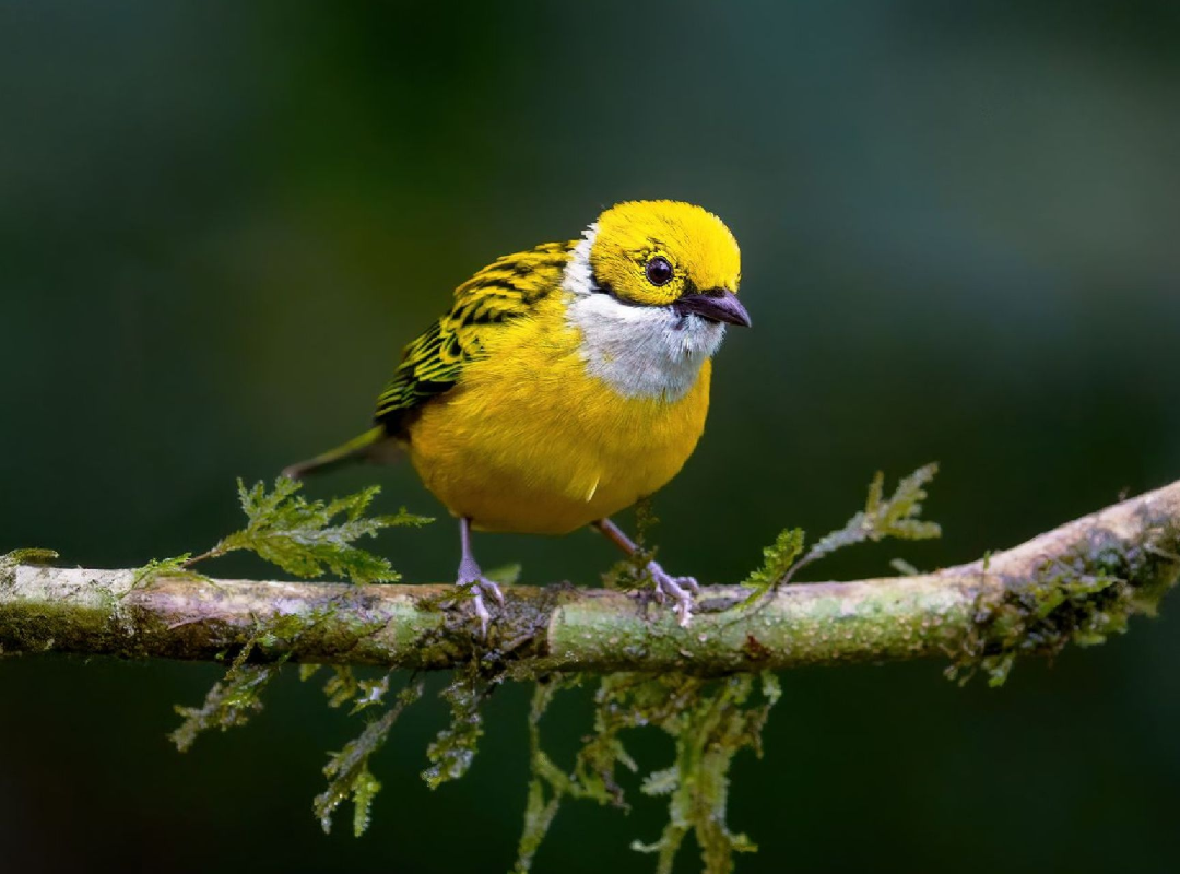 Yellow bird perched on a mossy branch against a blurred green background