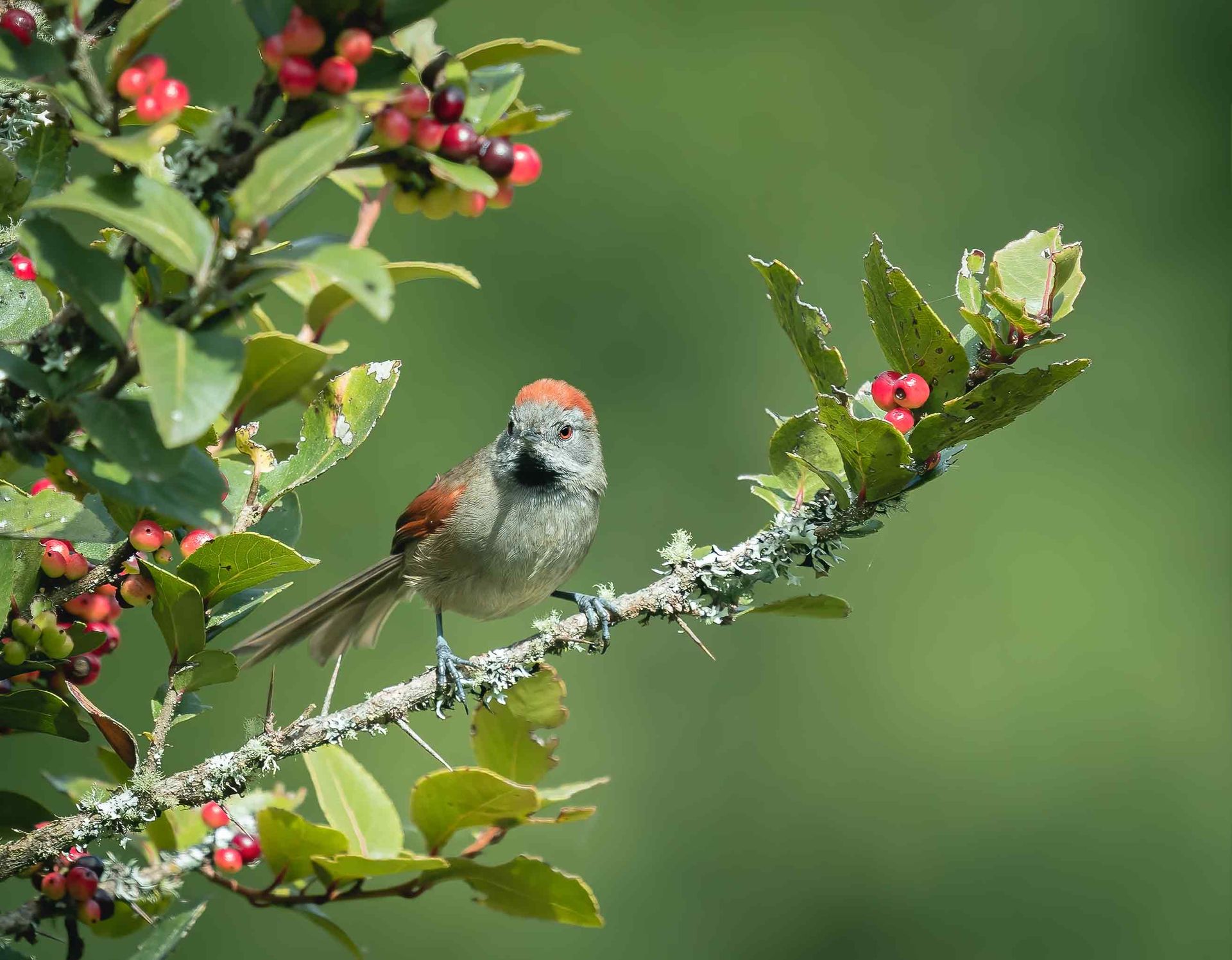 Silvery+throated+Spintail
