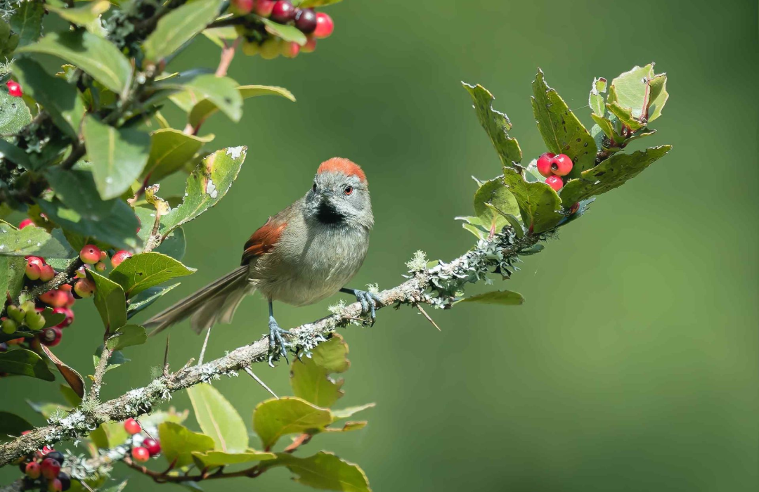 Silvery+throated+Spintail