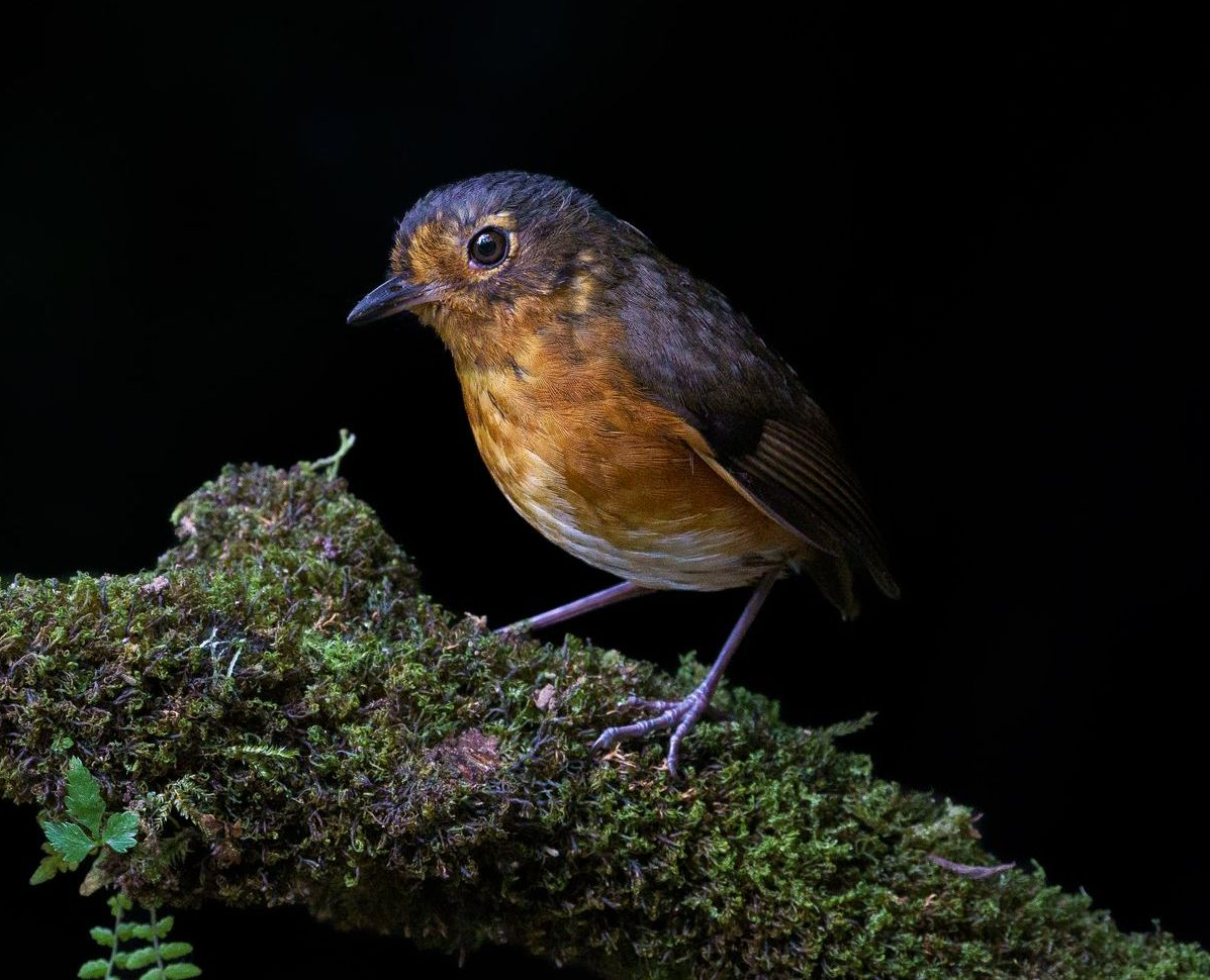Small brown bird perched on moss-covered branch against a black background