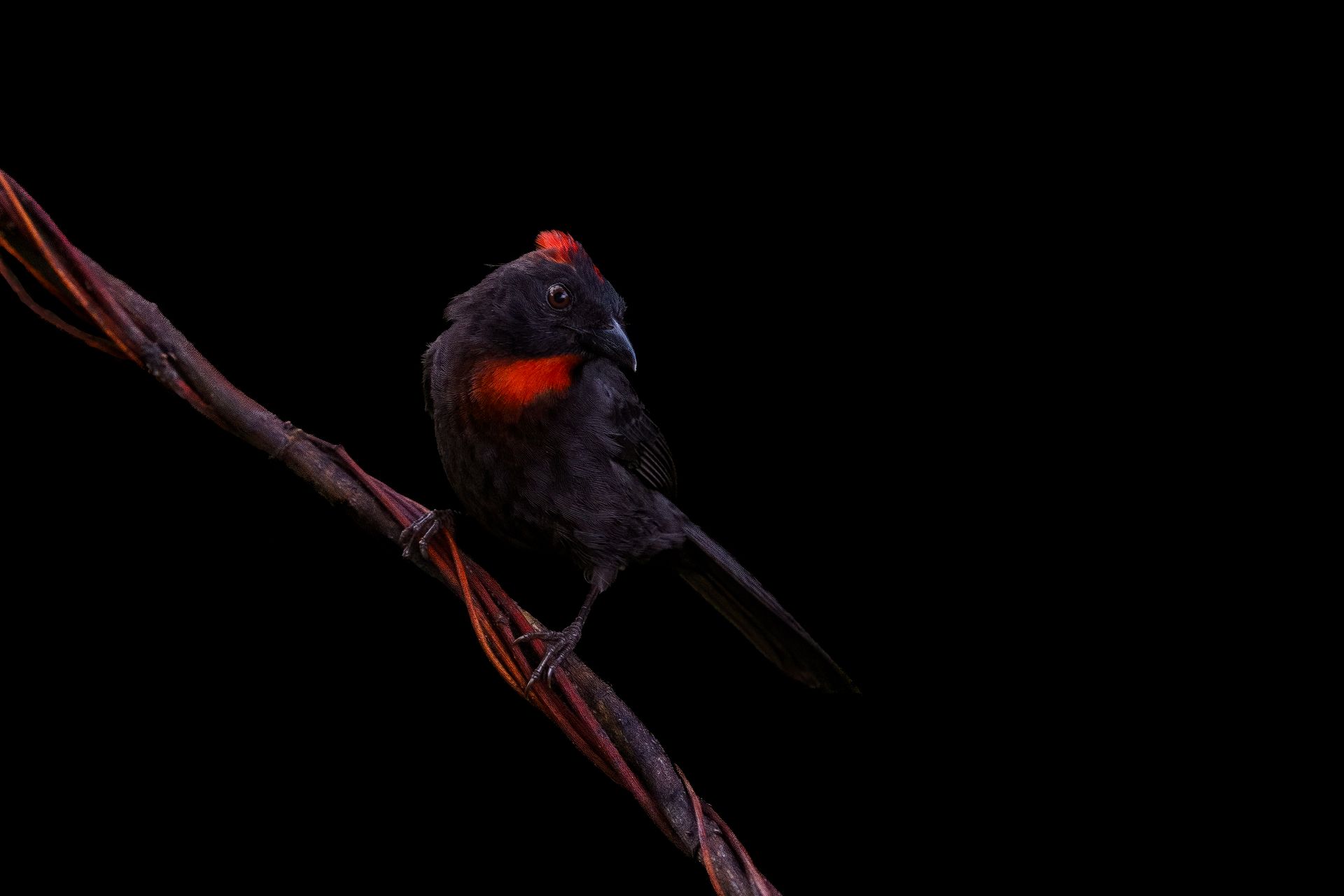 Sooty-Ant-Tanager