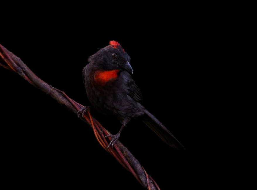 Sooty-Ant-Tanager