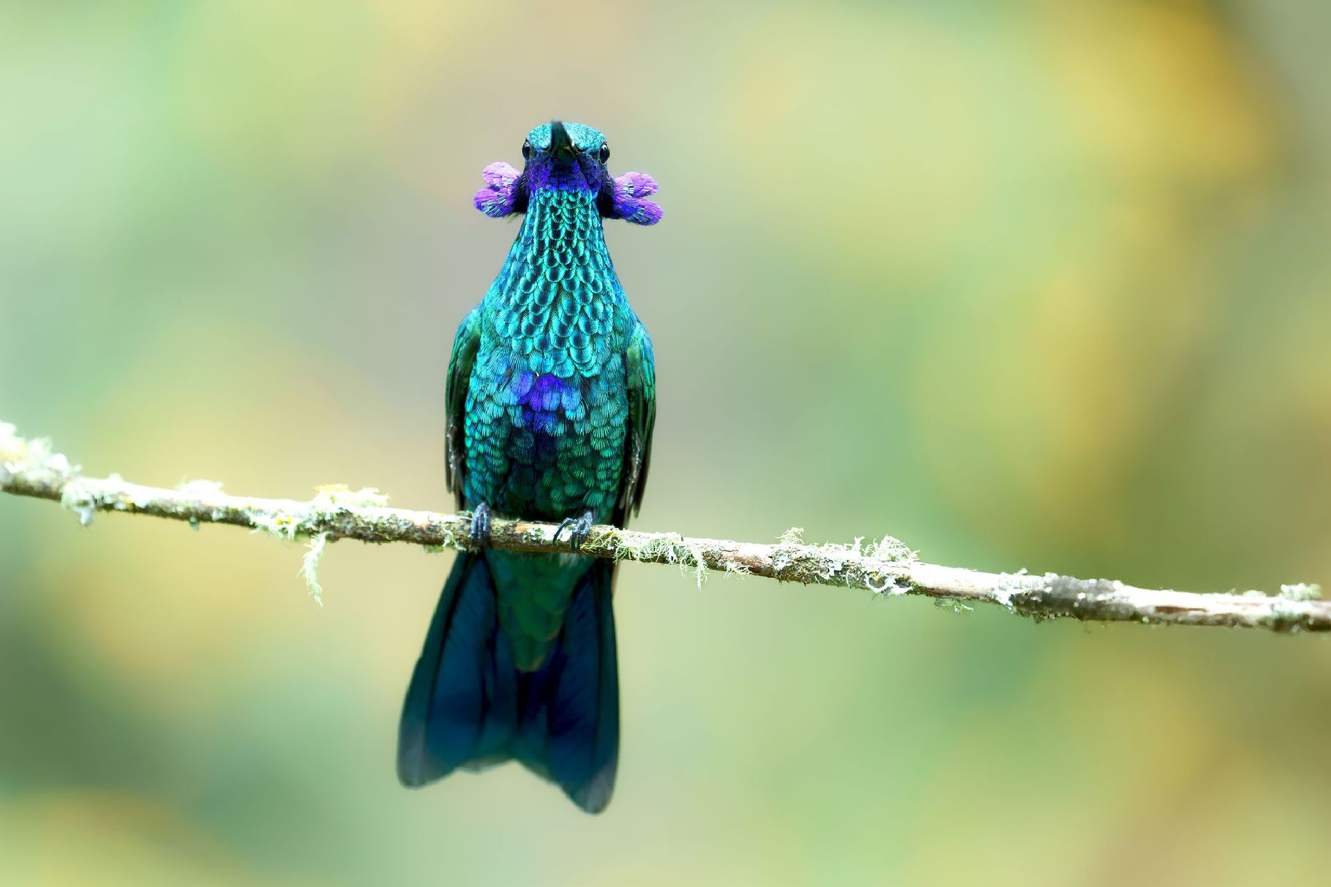 Colorful iridescent hummingbird perched on a branch against a soft blurred background