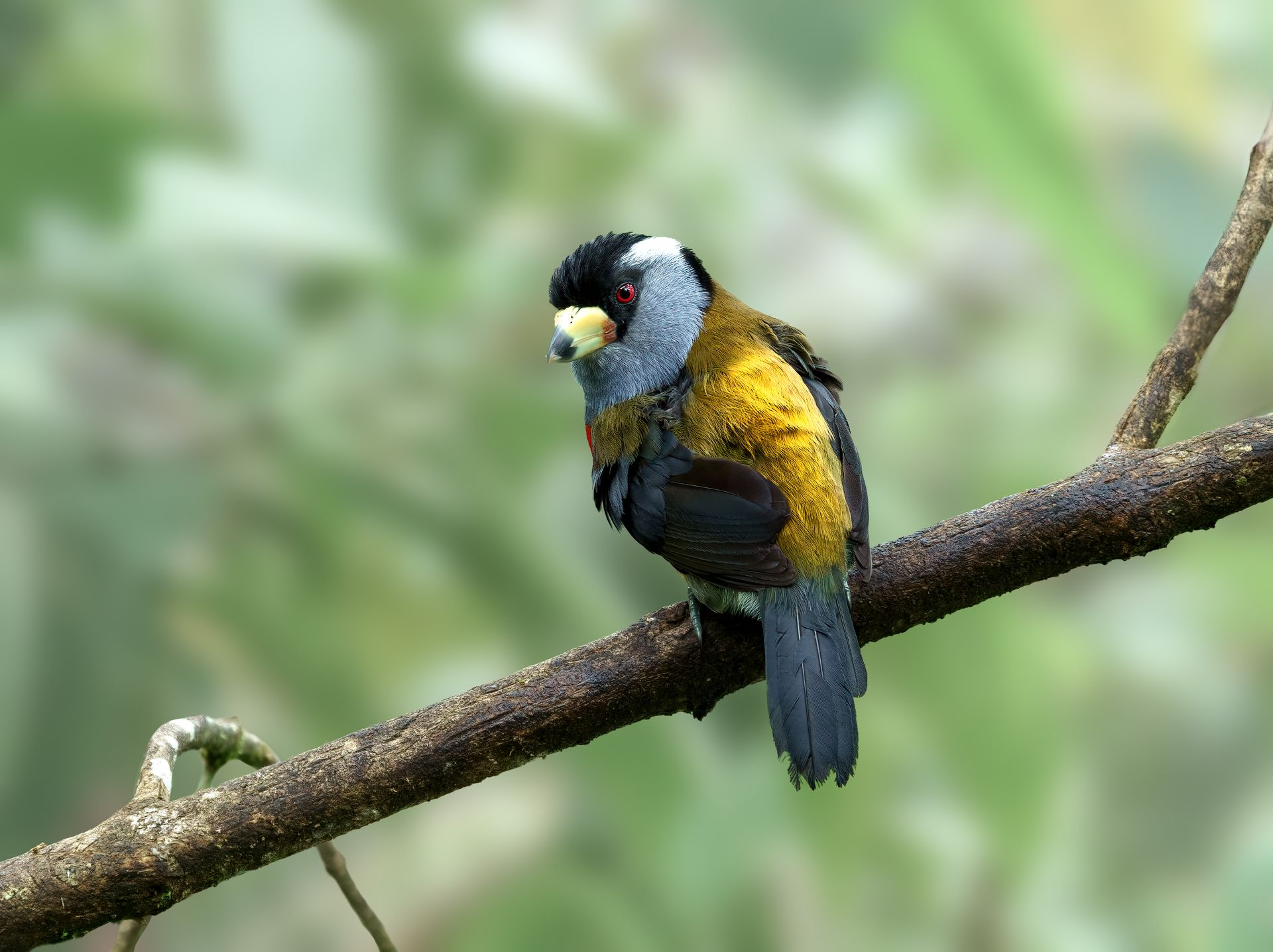 Small bird with yellow, black, and blue plumage perched on a tree branch