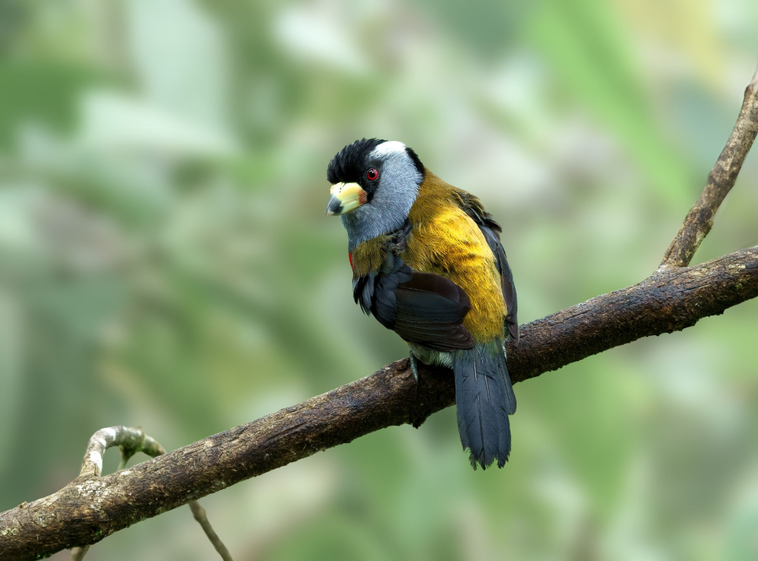 Small bird with yellow, black, and blue plumage perched on a tree branch