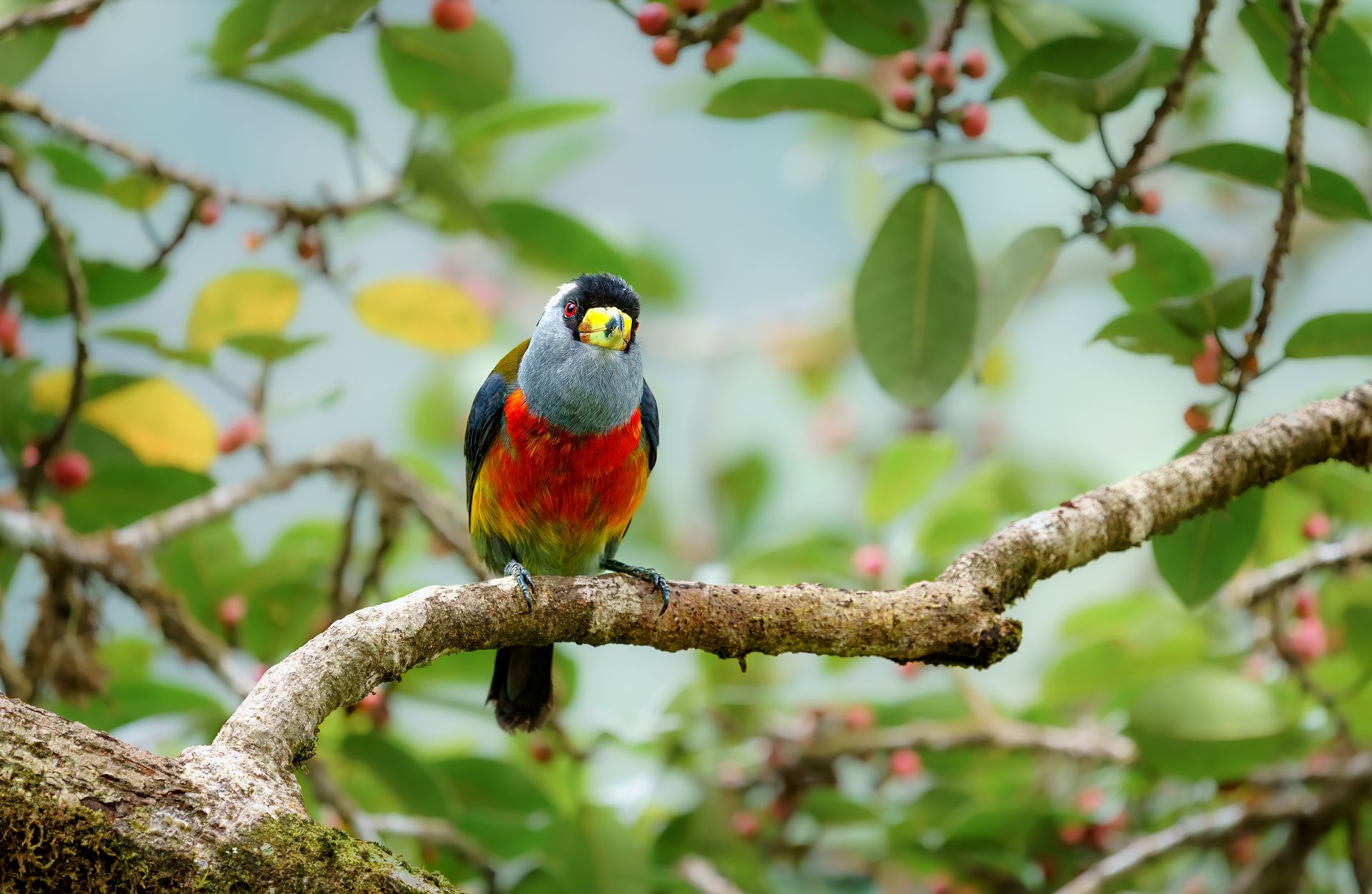 Toucan Barbet