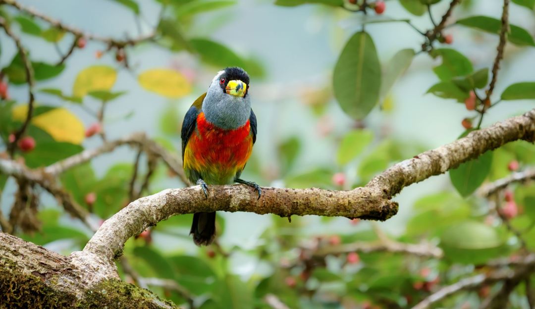 Toucan Barbet