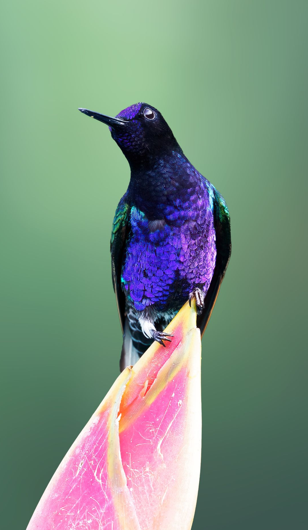Velvet-purple-Coronet