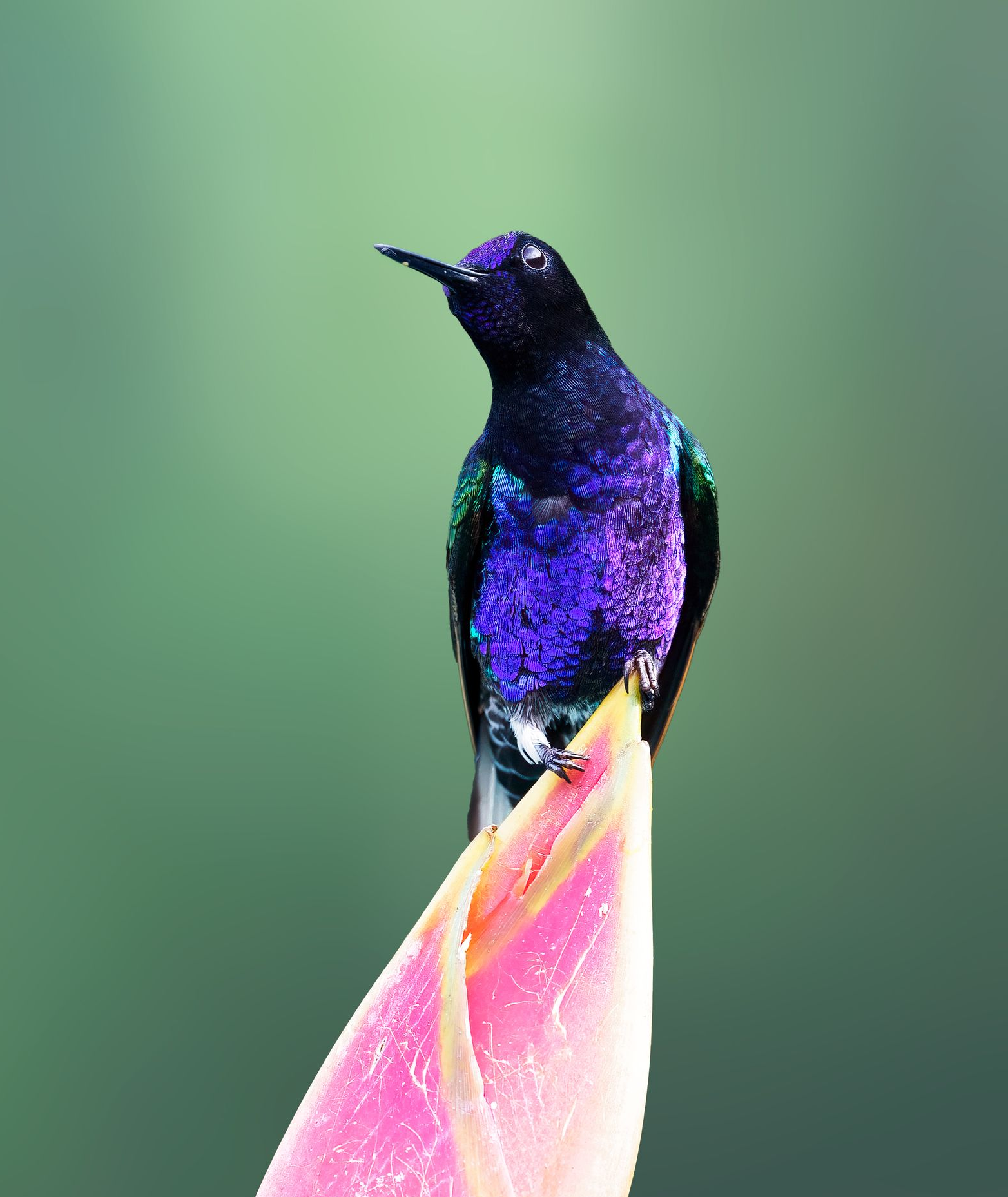 Velvet-purple-Coronet