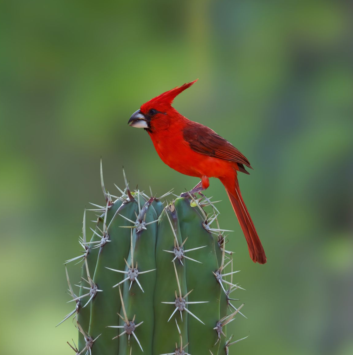 Vermilion-Cardinal