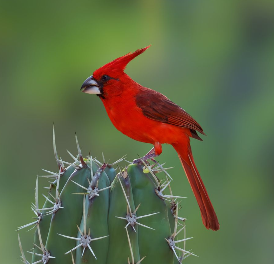 Vermilion-Cardinal