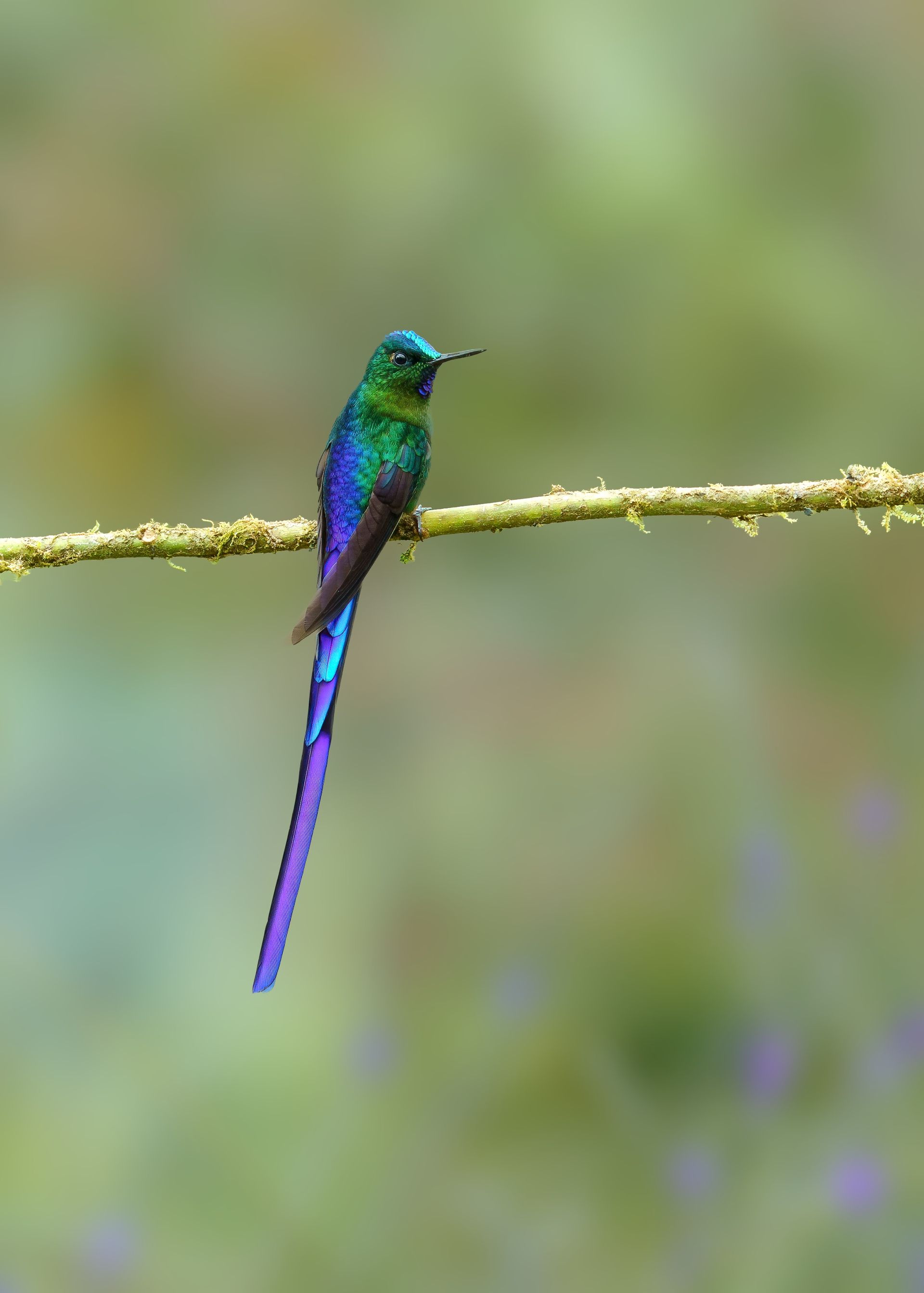 Violet-tailed+Sylph