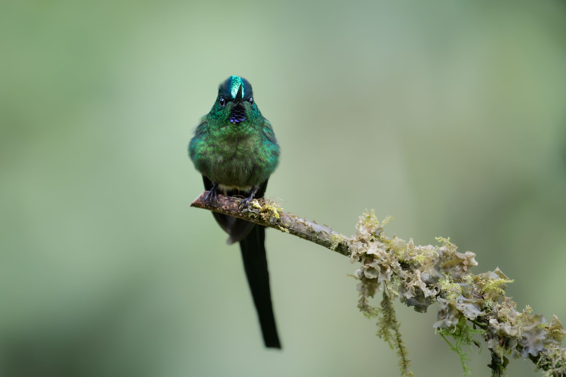 Green hummingbird perched on a mossy twig against a blurred green background
