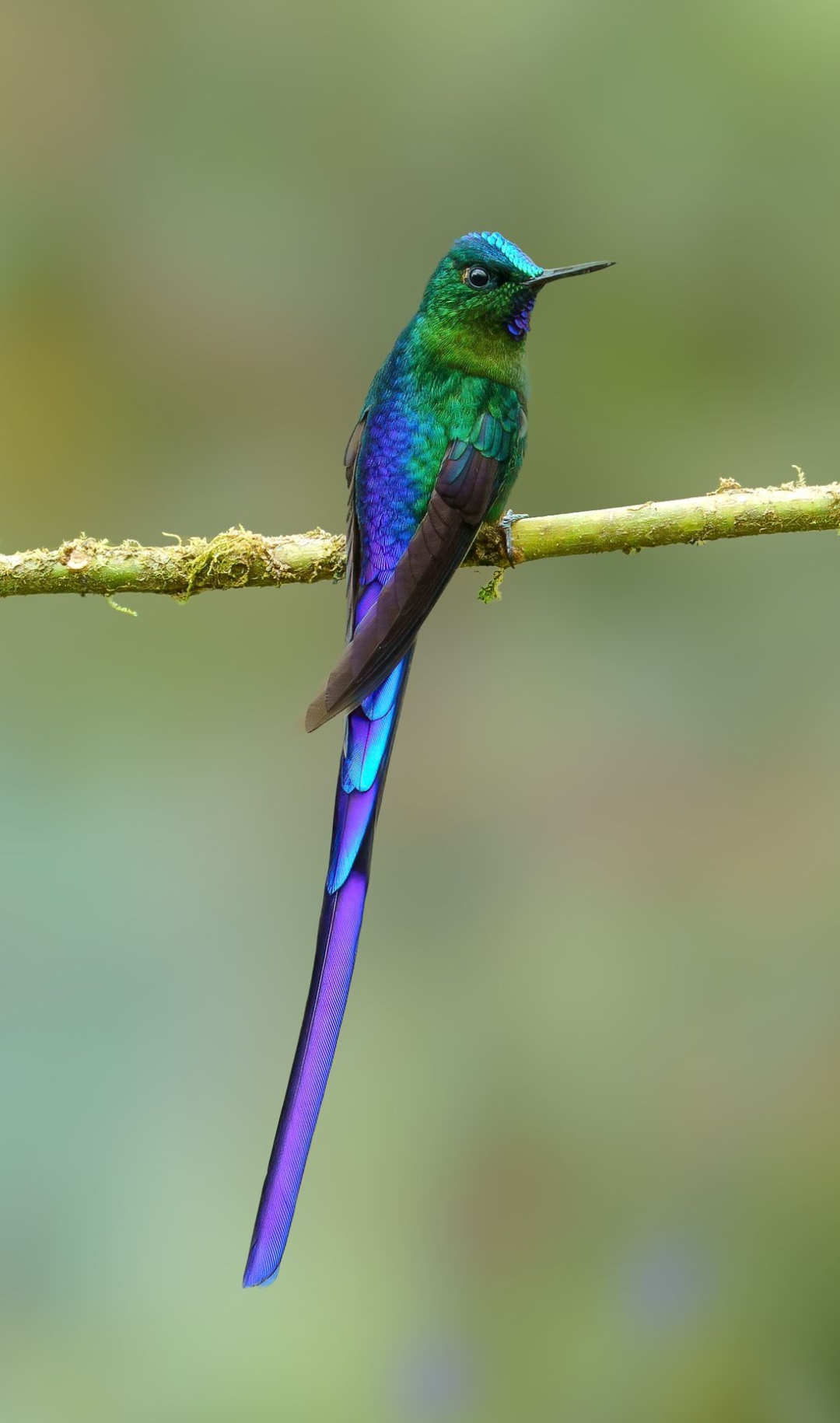 Violet-tailed+Sylph