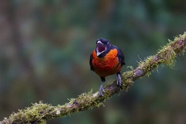 Small orange-and-black bird perched on a mossy branch against a blurred green background