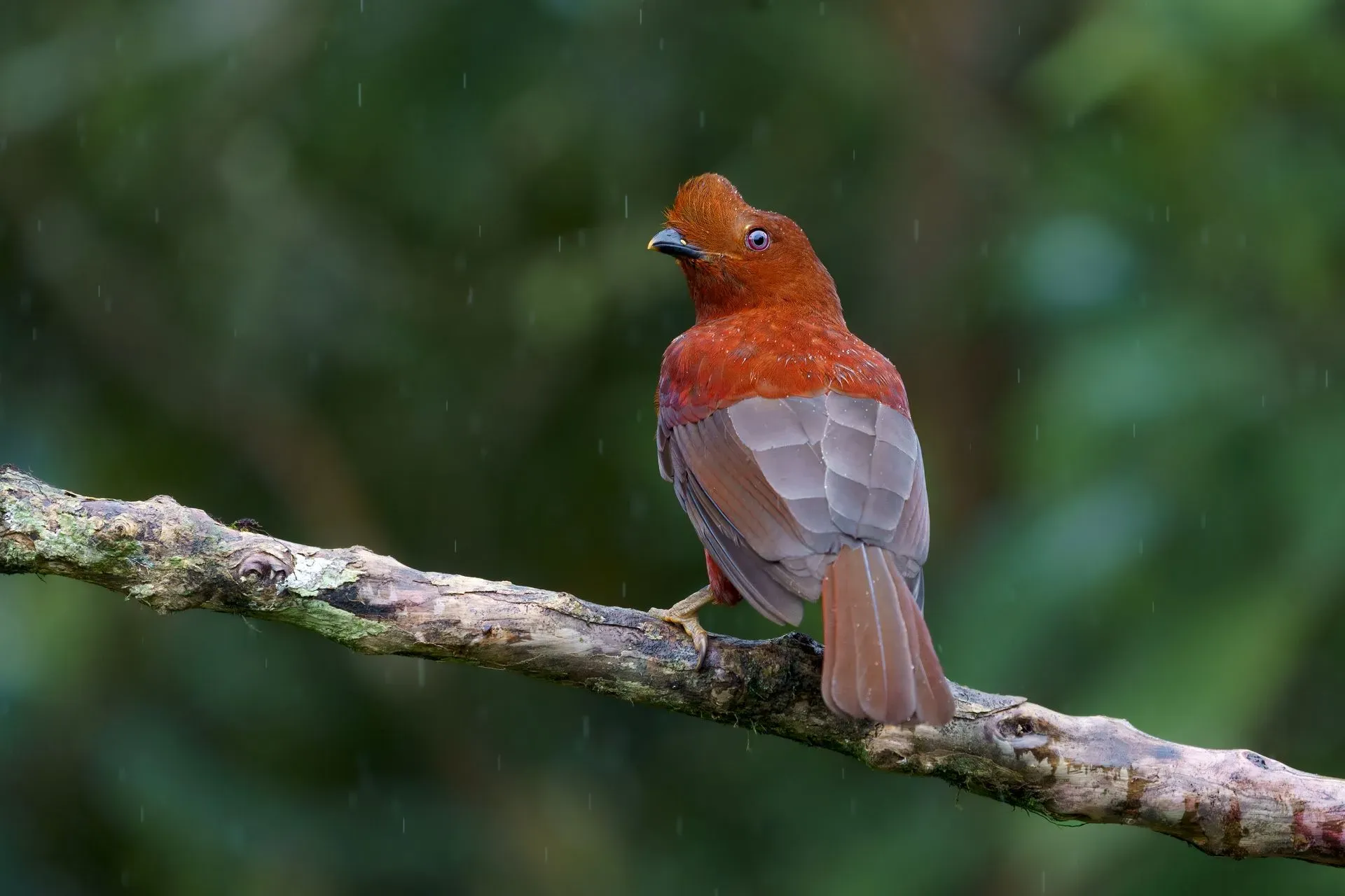 Red bird perched on a mossy branch, facing left against a blurred green background.