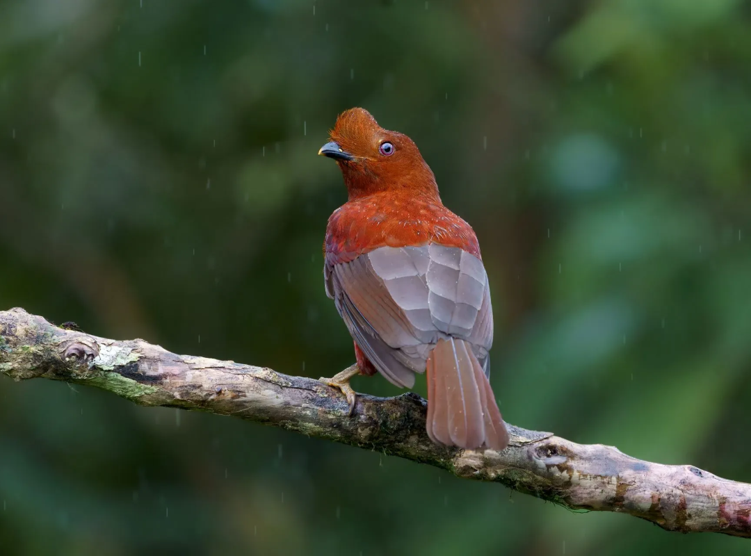 Red bird perched on a mossy branch, facing left against a blurred green background.