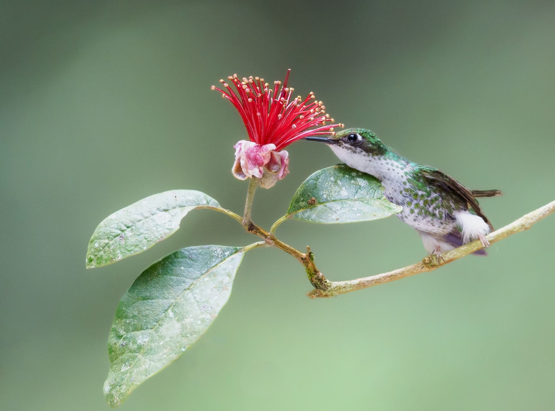 Red flower and green leaves on a slender branch with a small white moth or insect.