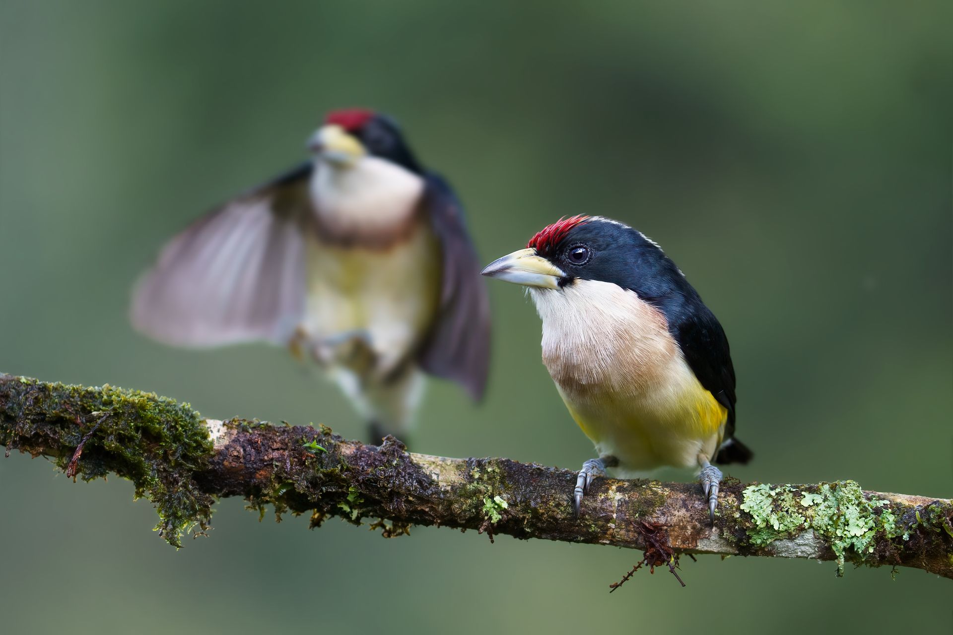 White-mantled-Barbet