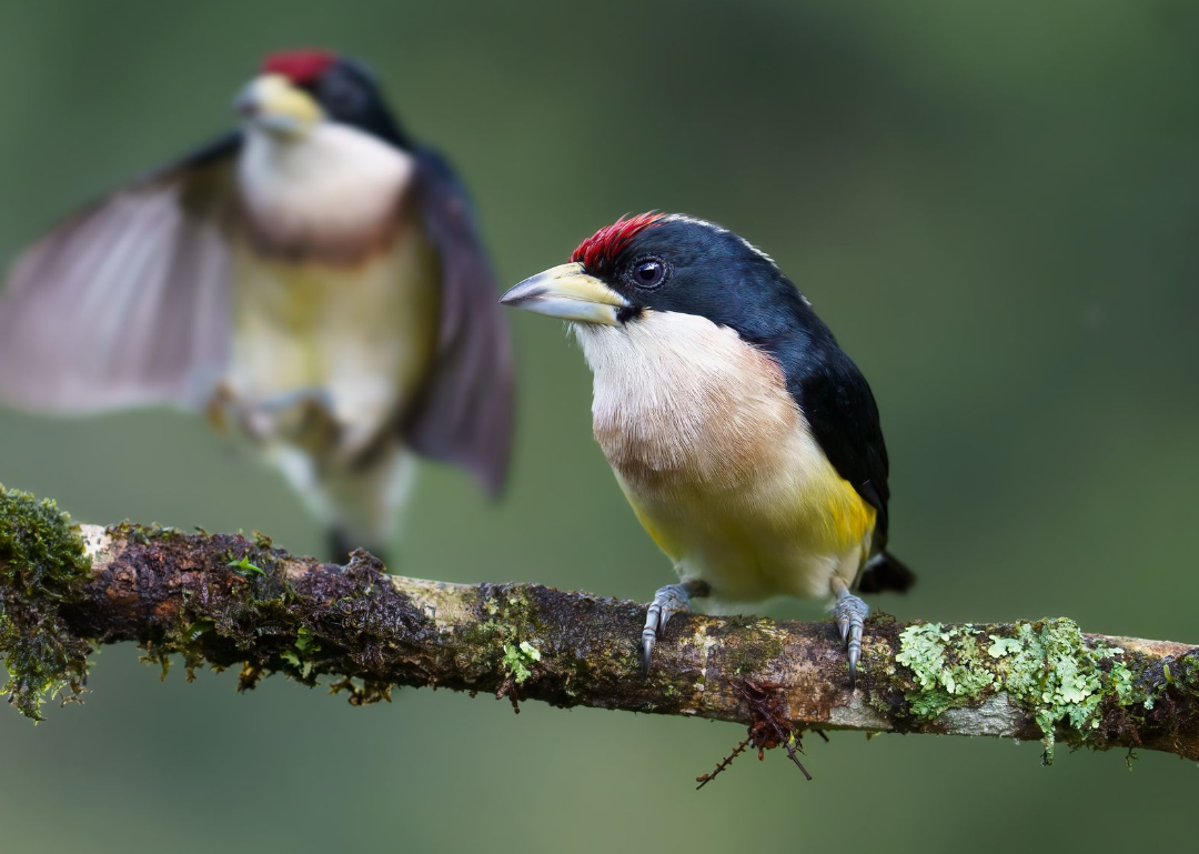 White-mantled-Barbet
