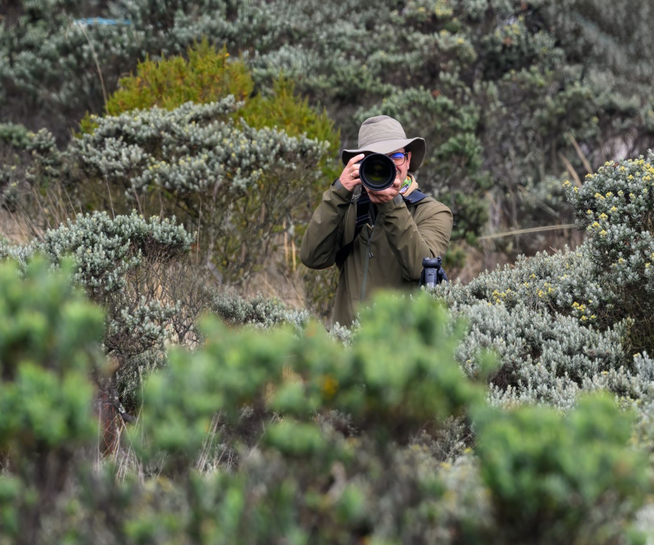 Person in a hat photographing wildlife among green shrubs on a hillside.