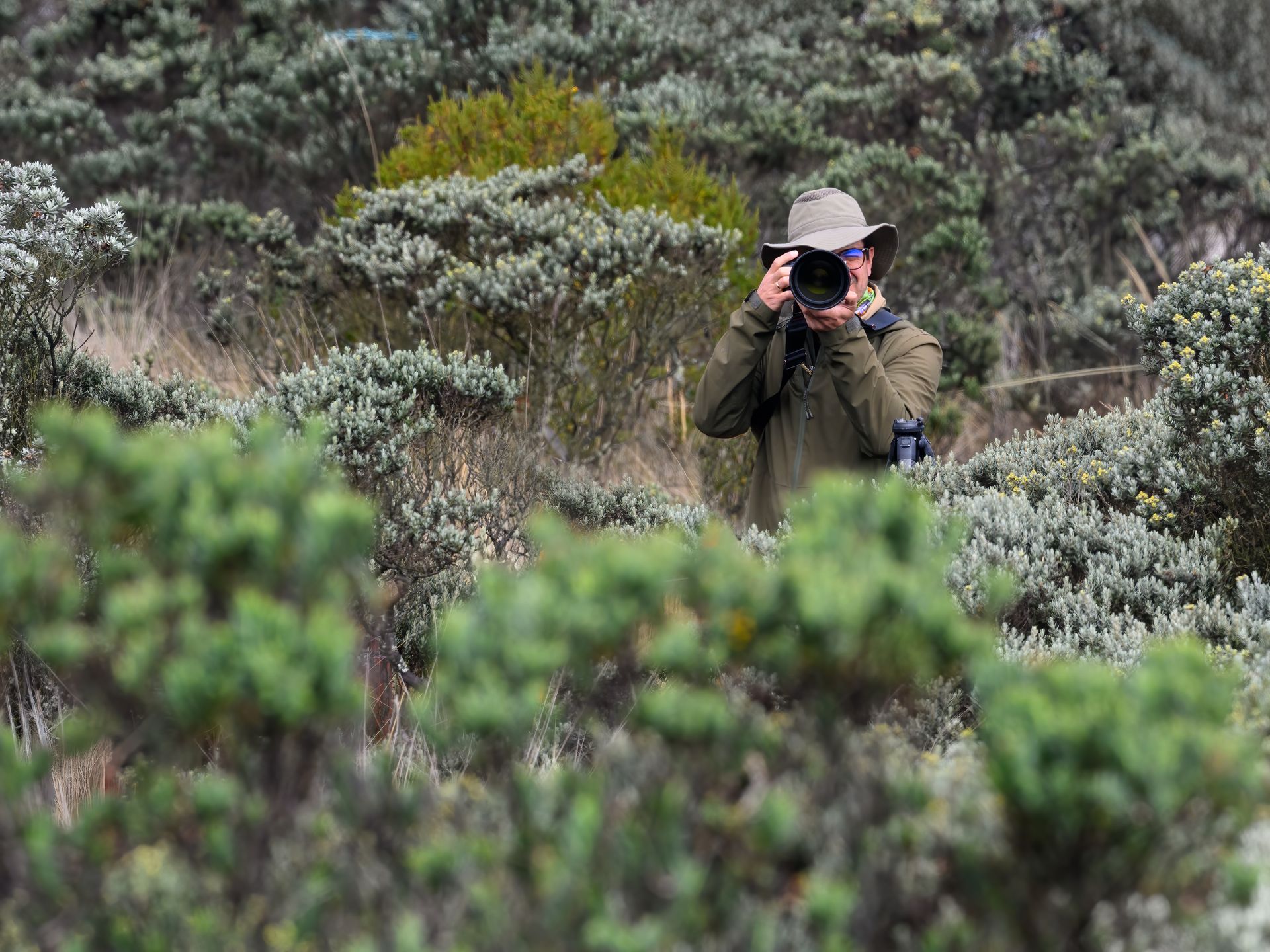 Person in a hat photographing wildlife among green shrubs on a hillside.