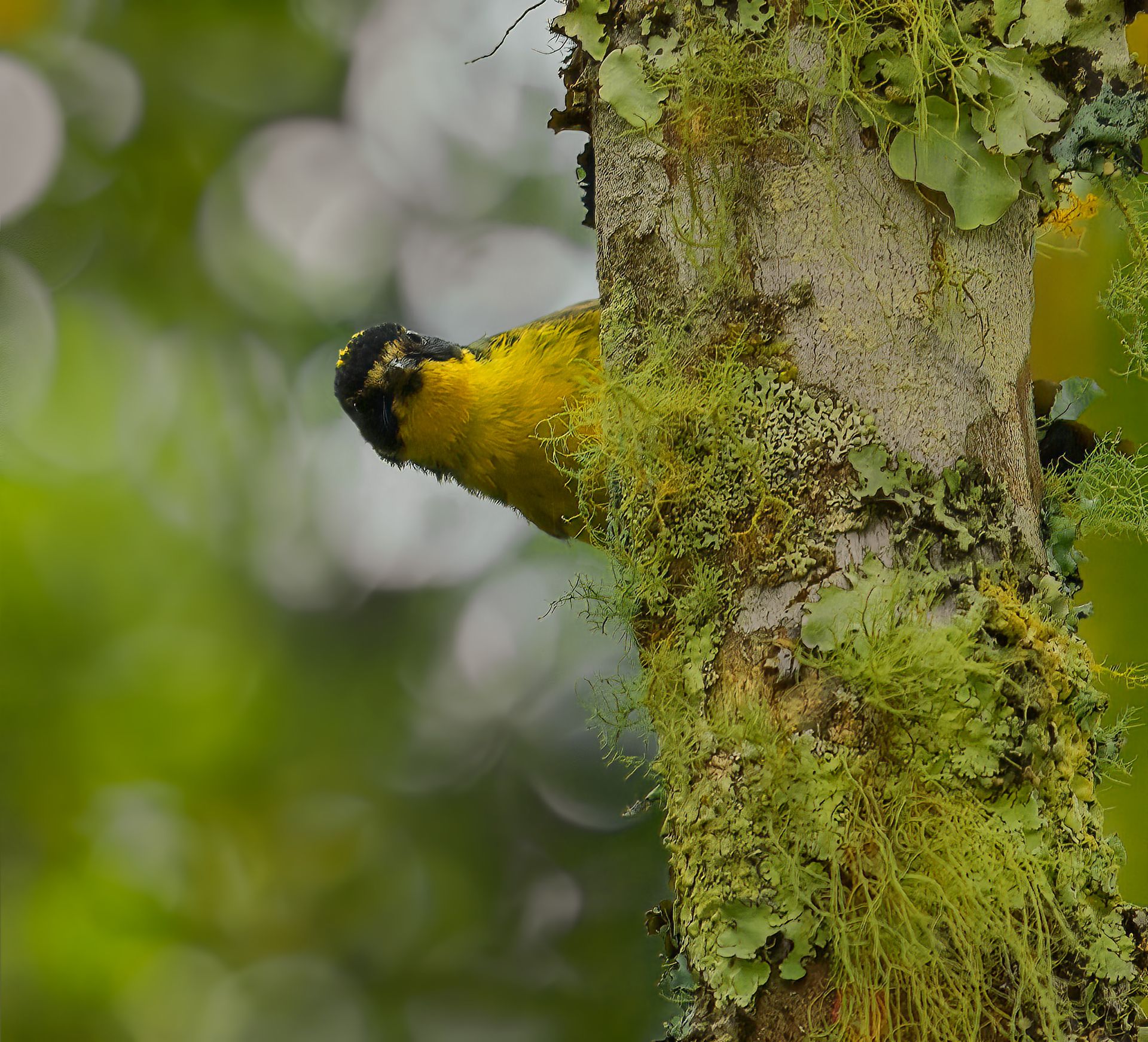 Yellow and black bird clinging to a moss-covered tree trunk