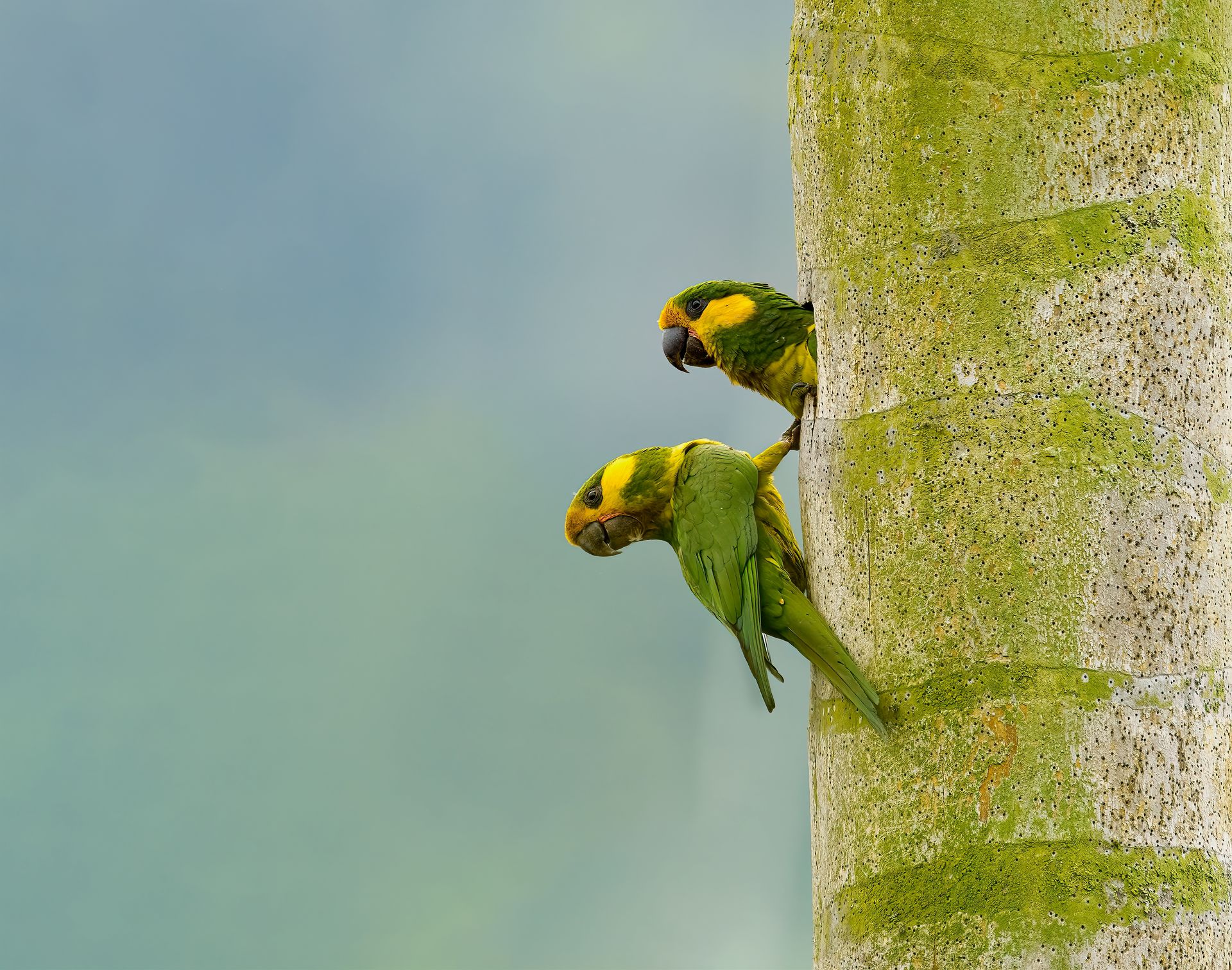 Yellow-eared-Parrot