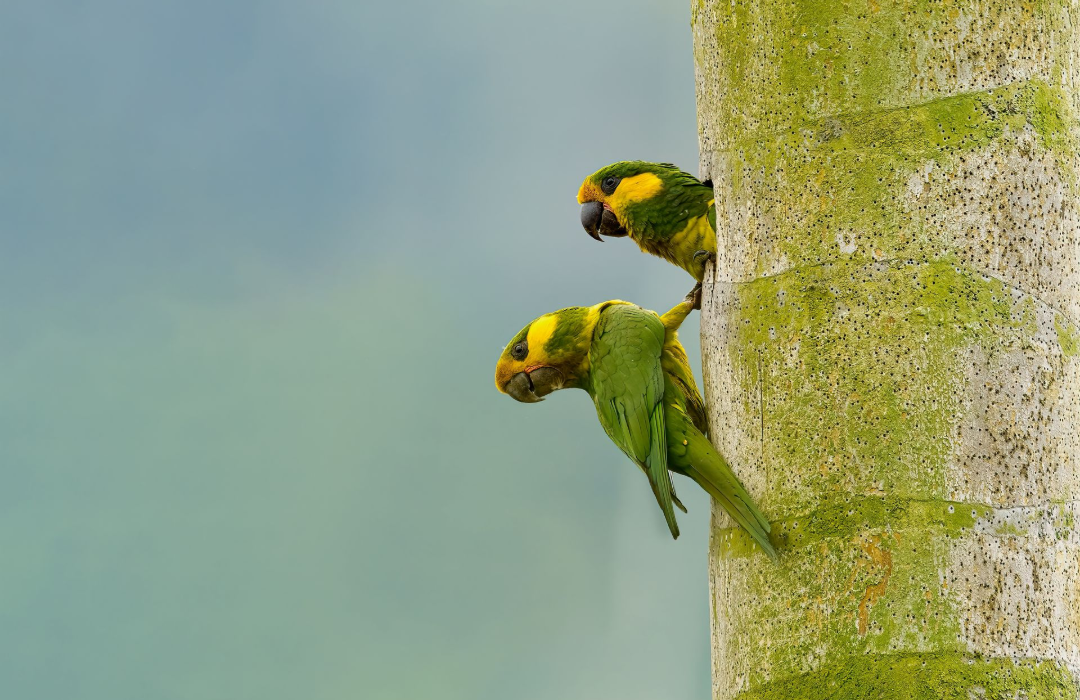 Yellow-eared-Parrot