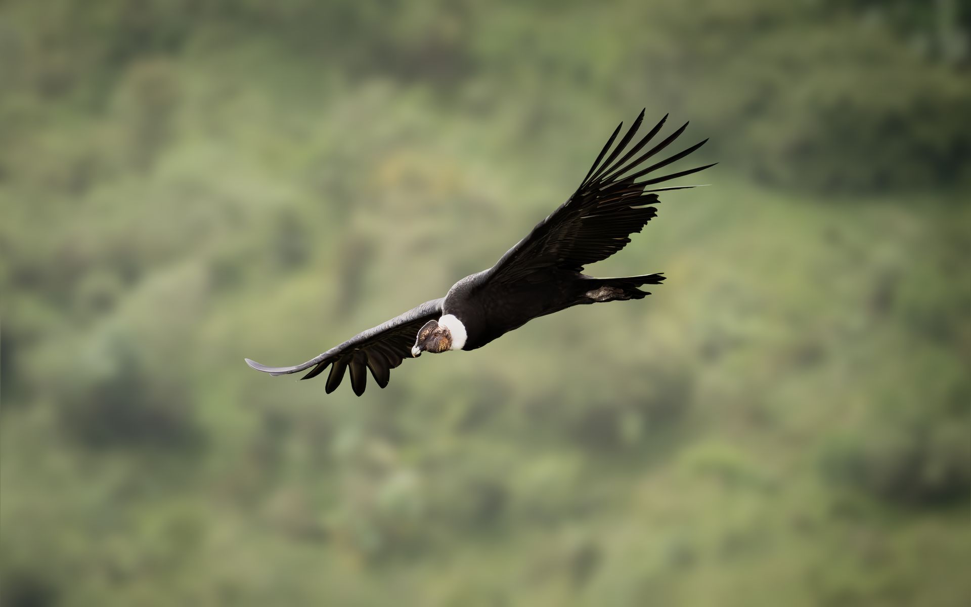 A bald eagle gliding over a blurred green forest background.