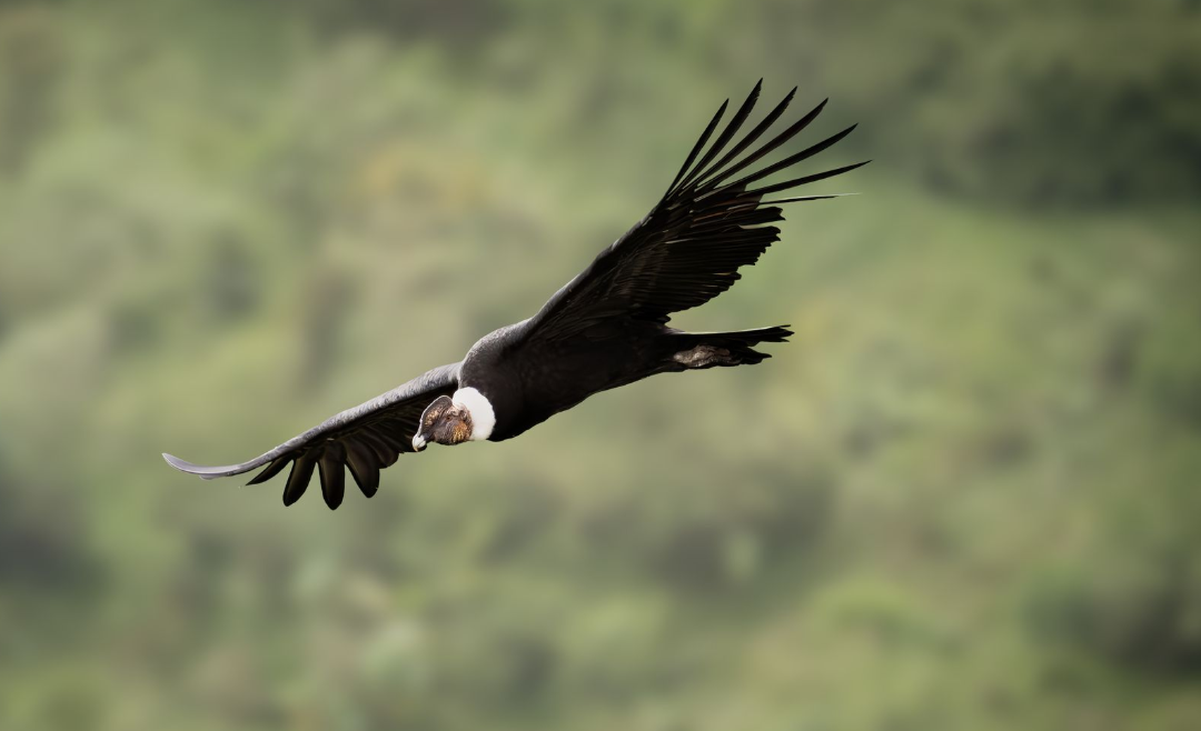 A bald eagle gliding over a blurred green forest background.