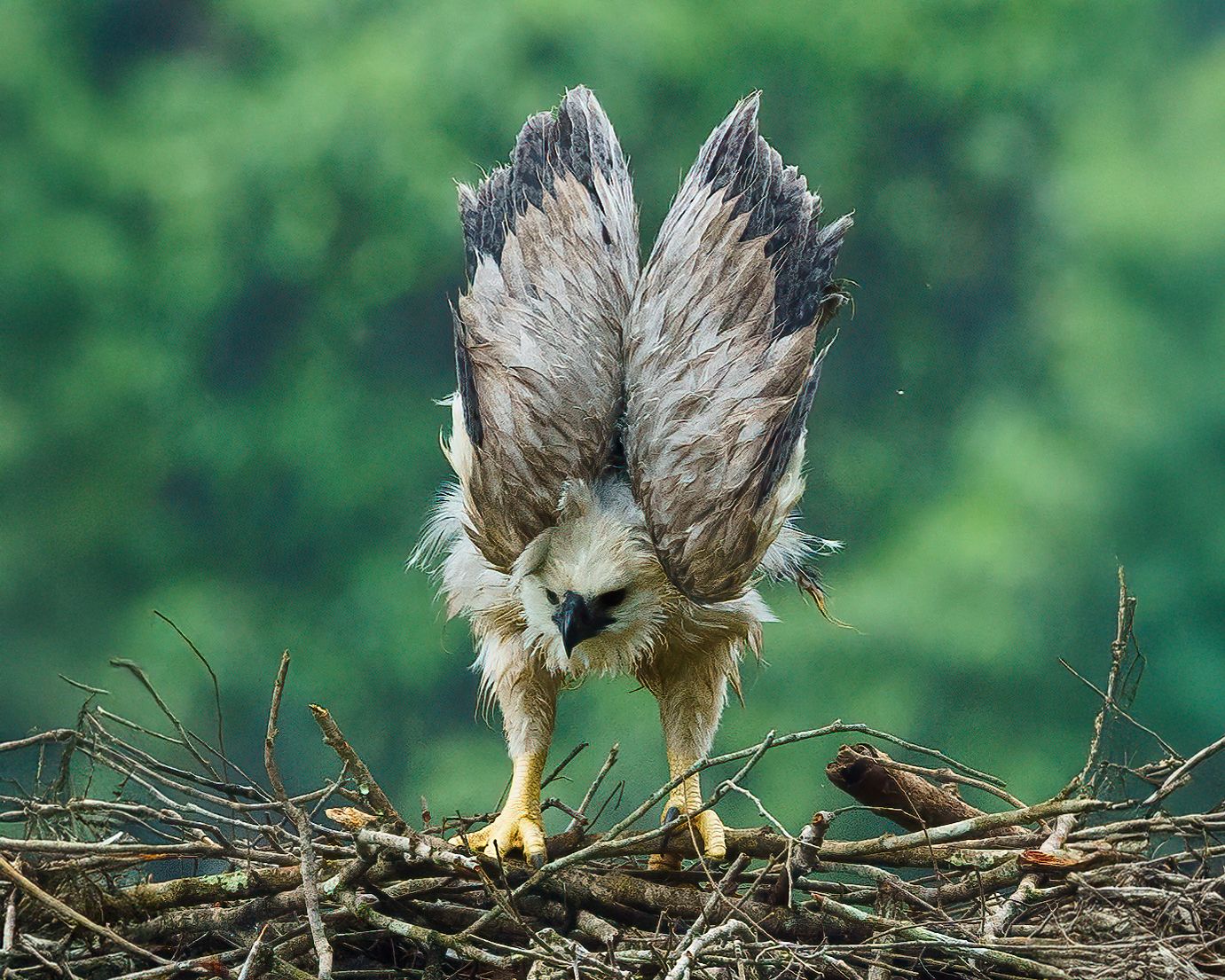 Young hawk with wings spread on a nest, looking down against a blurred green background