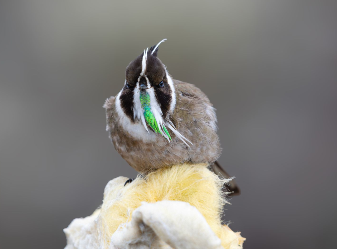 Small brown bird perched on a yellow flower, head raised, with green feathers visible under its beak