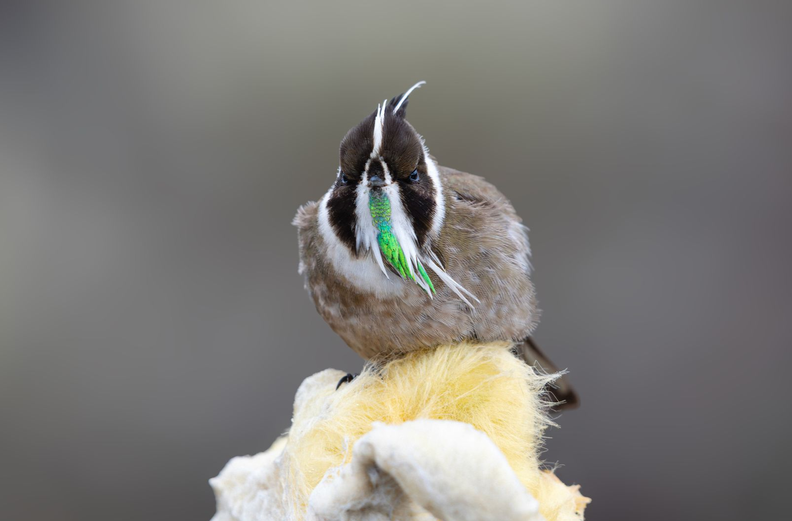 Small brown bird perched on a yellow flower, head raised, with green feathers visible under its beak