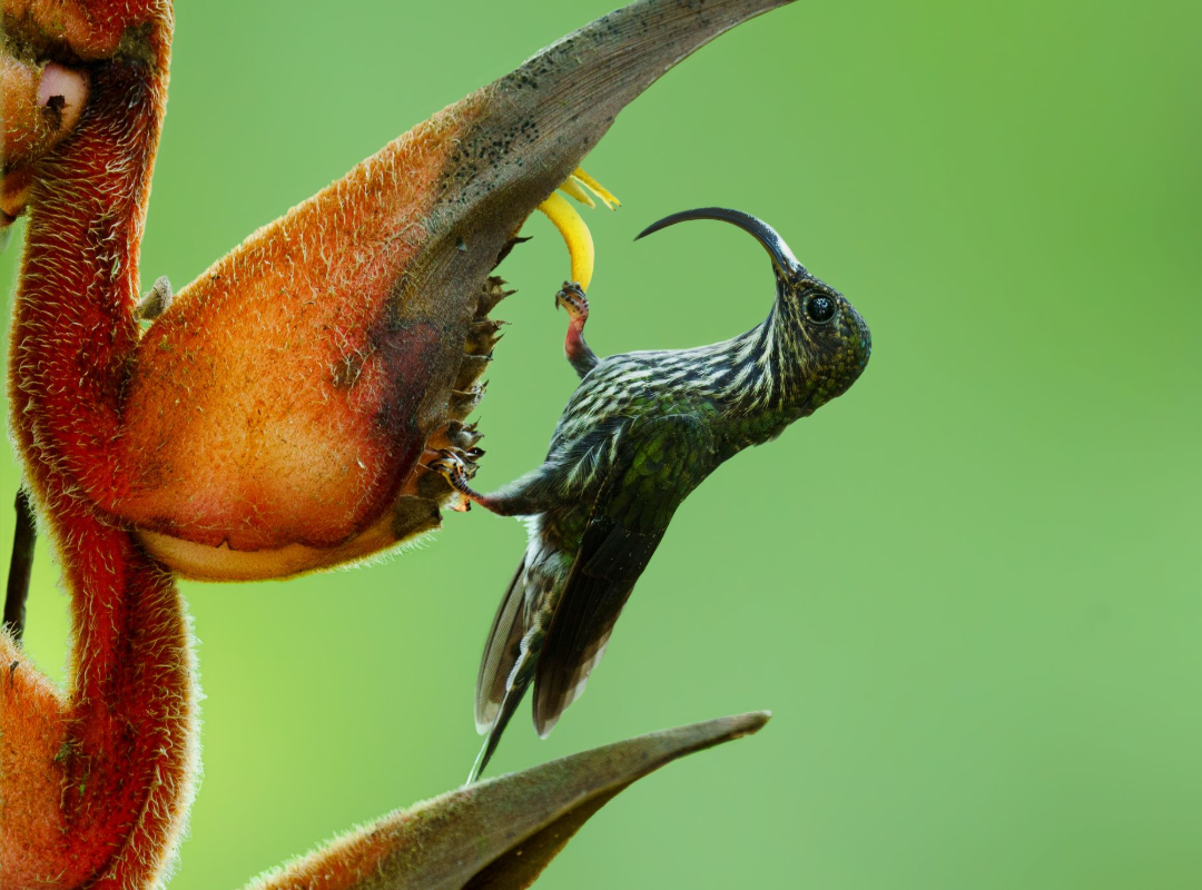 Two hummingbirds feeding from orange flowers against a green background