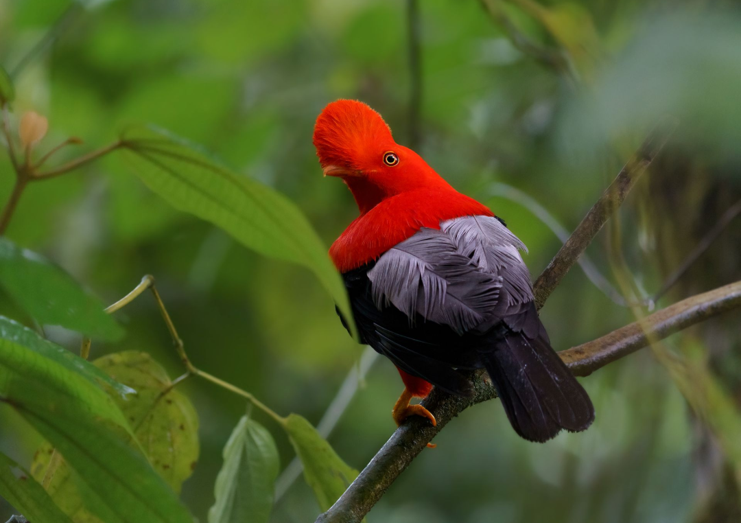 Bright red and black bird perched on a branch amid green leaves