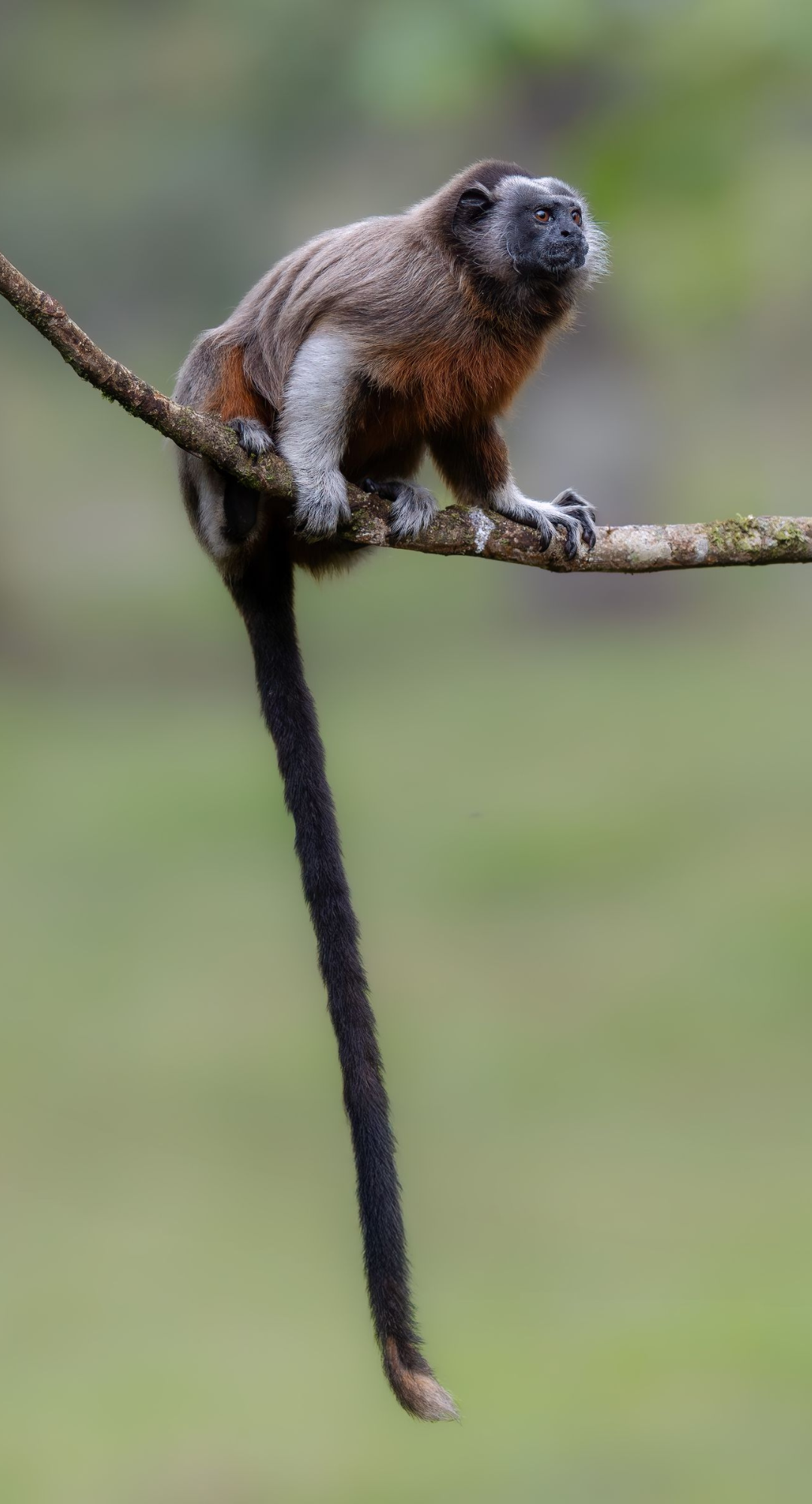 Small monkey with a long black tail perched on a branch against a blurred green background