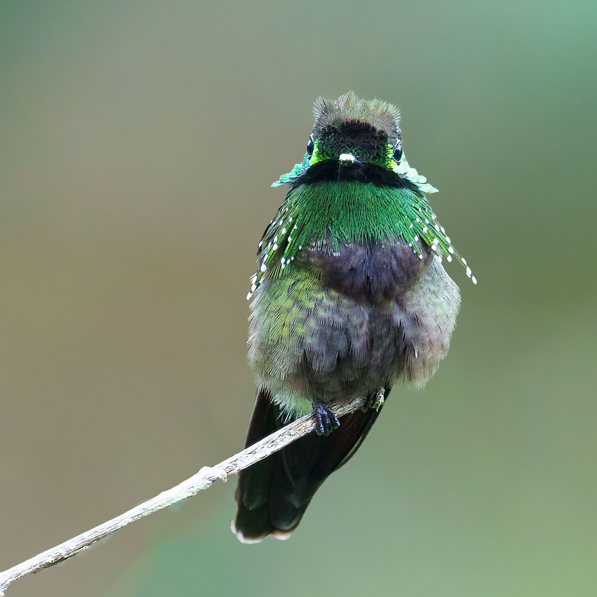 Small green hummingbird perched on a white twig against a blurred green background