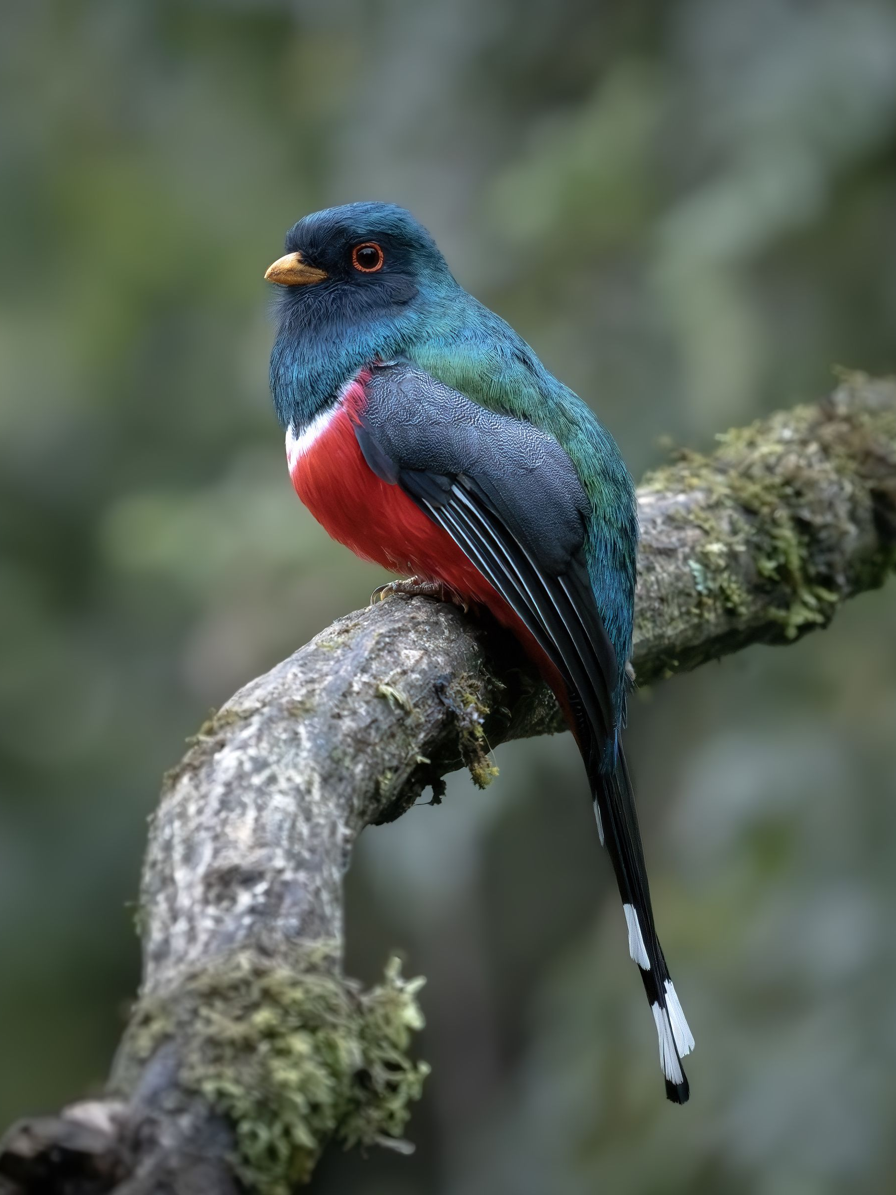 Colorful bird with blue-green back, red chest, and long tail perched on a mossy branch