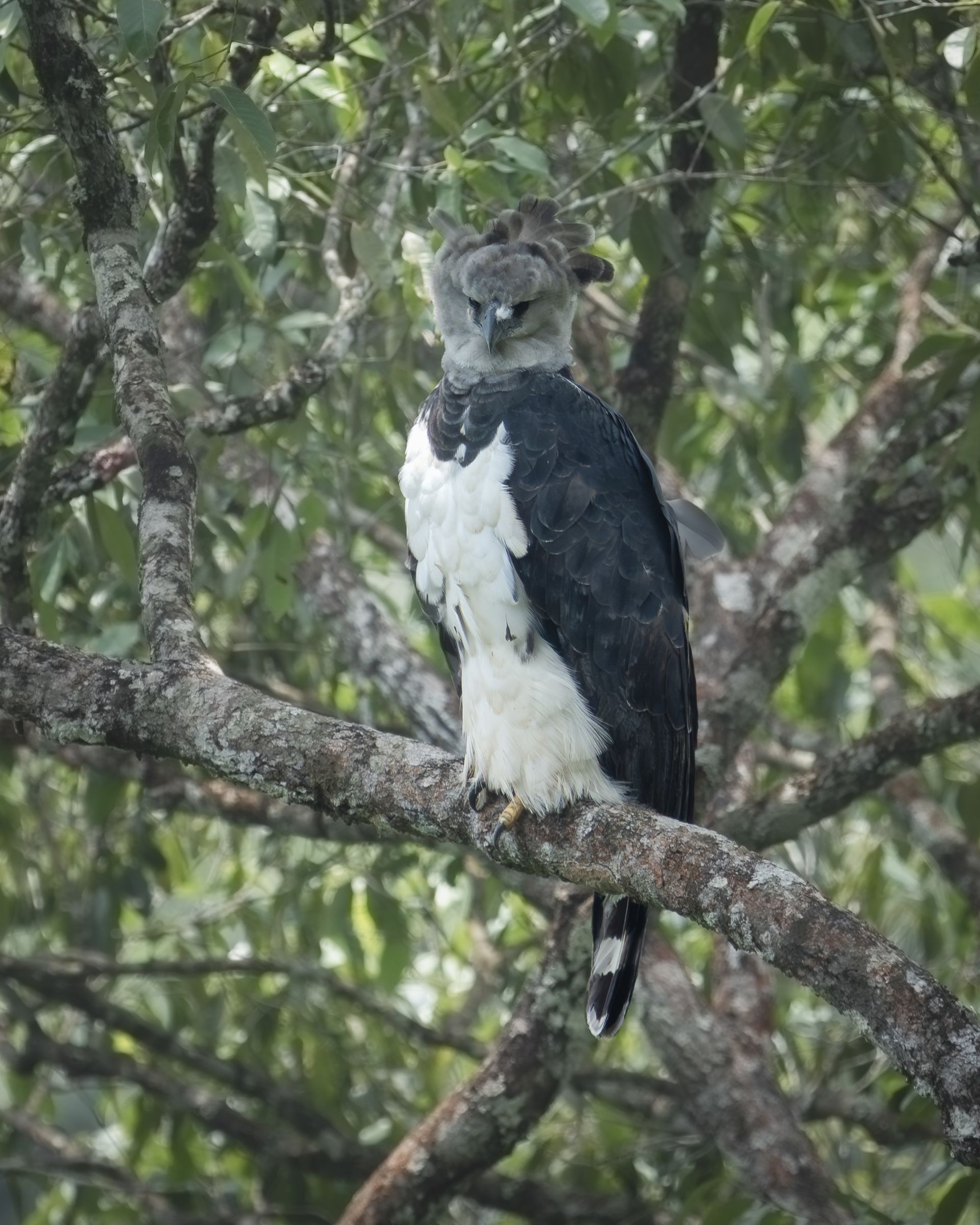 Harpy Eagle two nests. 