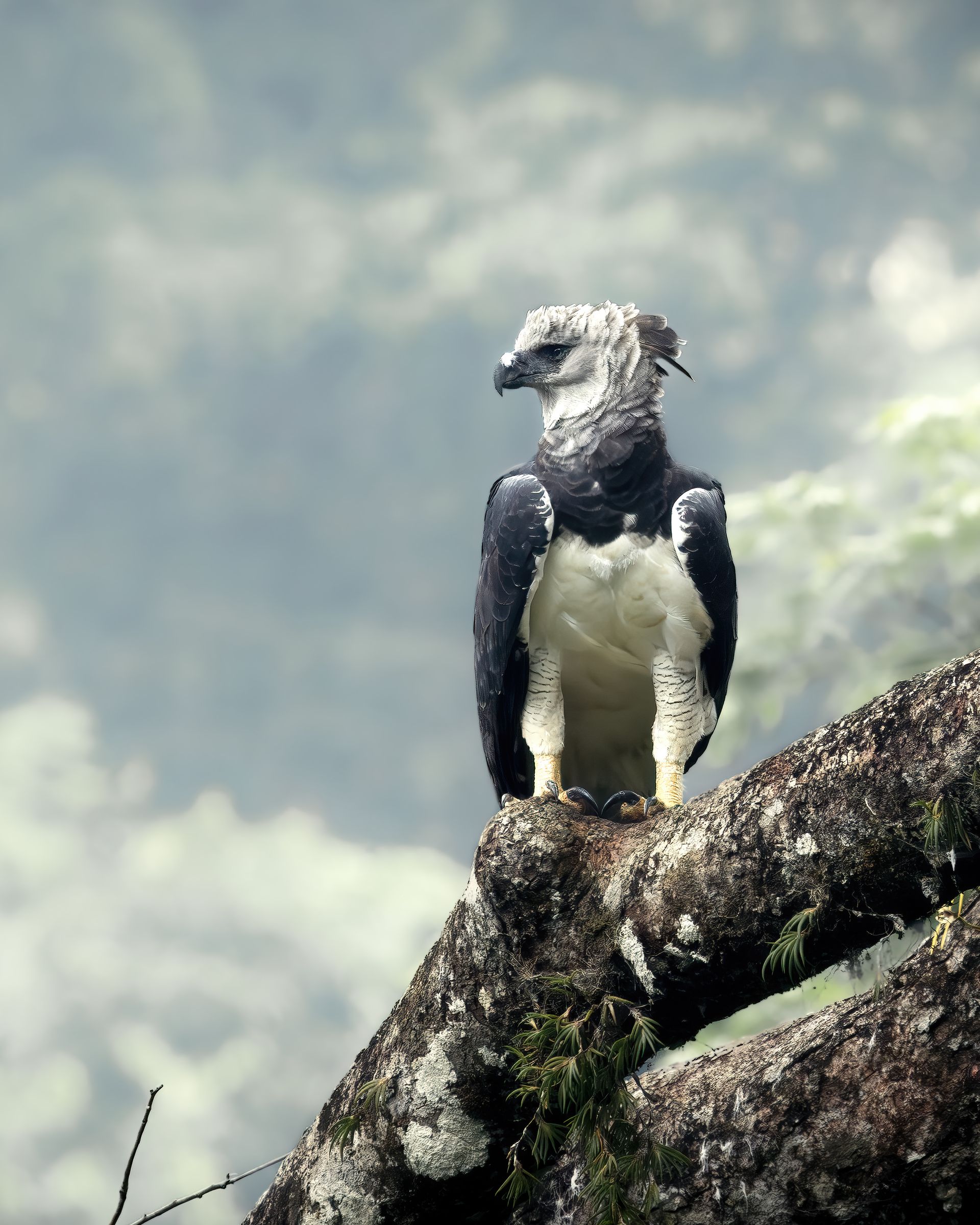 Harpy Eagle two nests. 