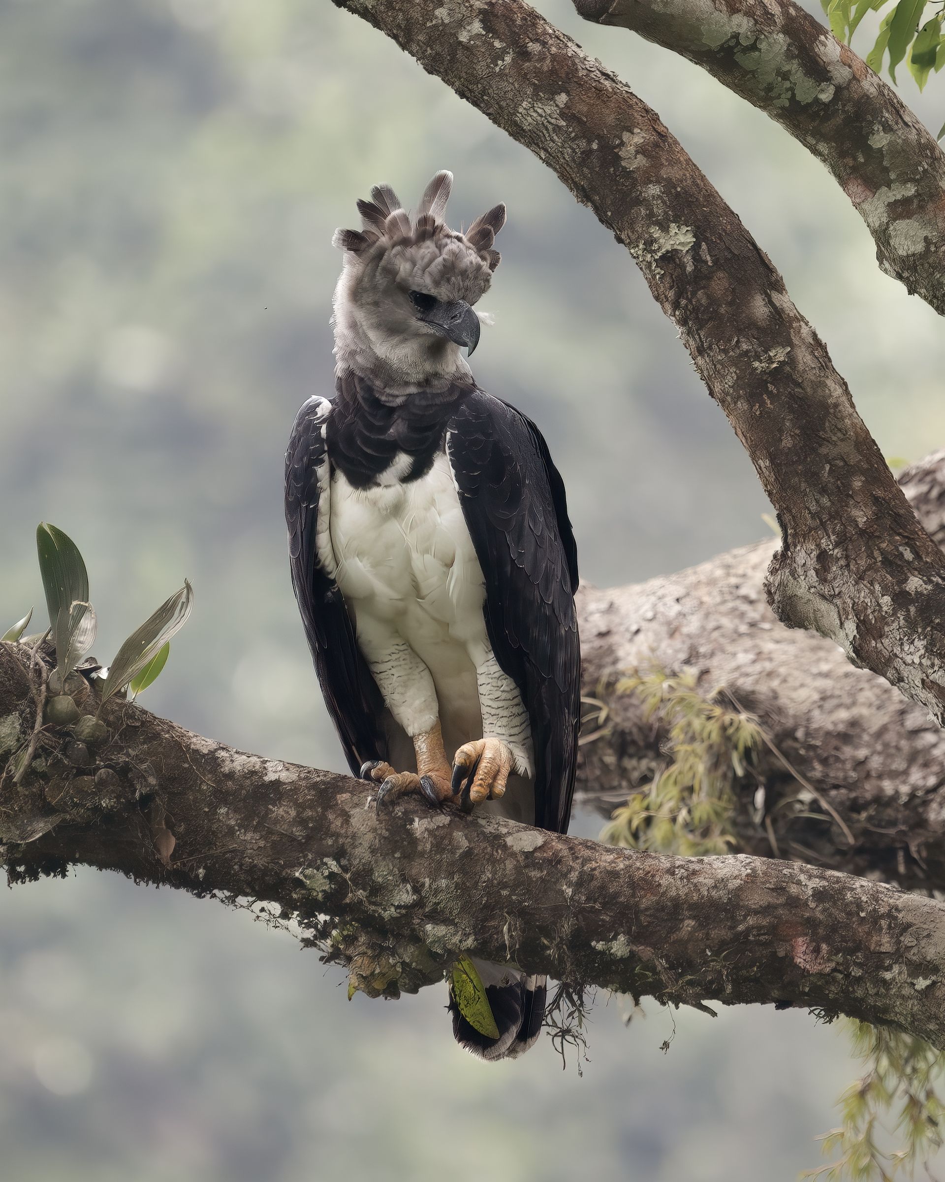 Harpy Eagle two nests. 
