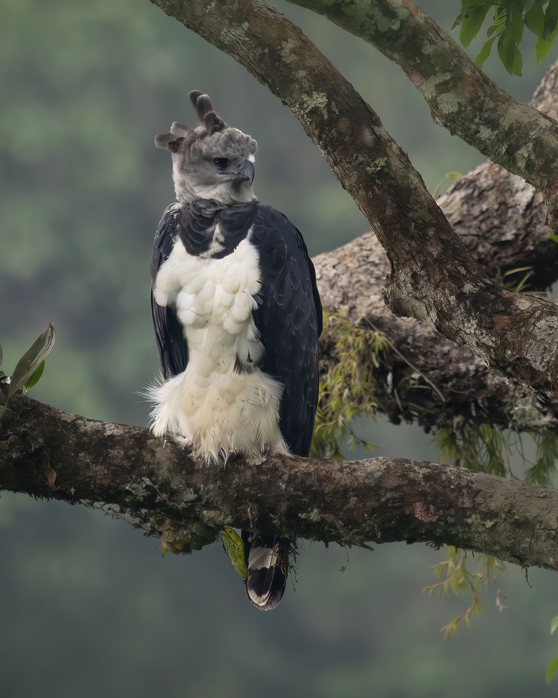 Harpy Eagle two nests. 