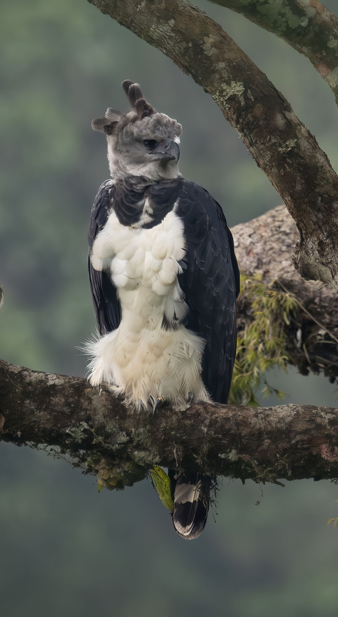 Harpy Eagle two nests. 