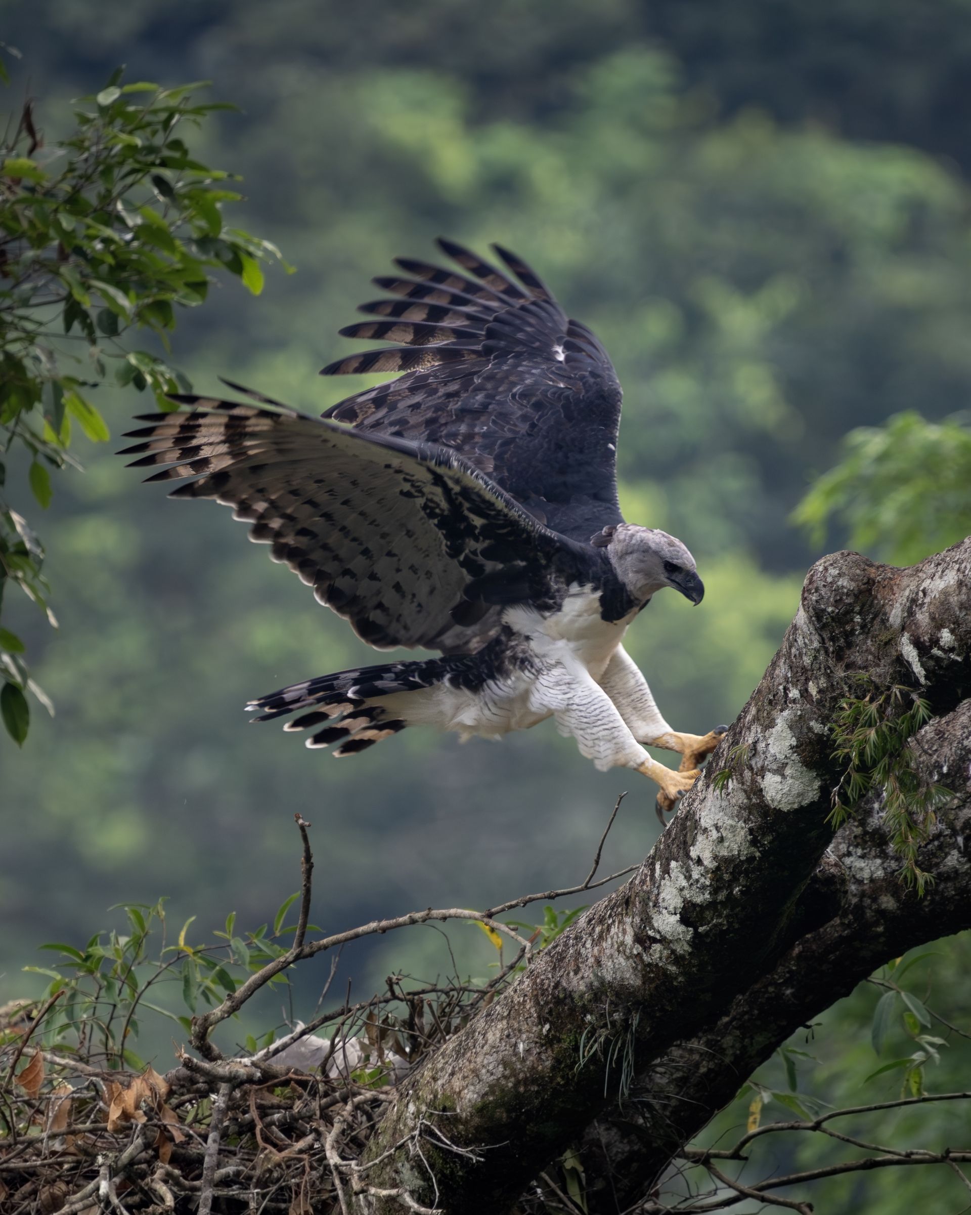 Harpy Eagle two nests. 
